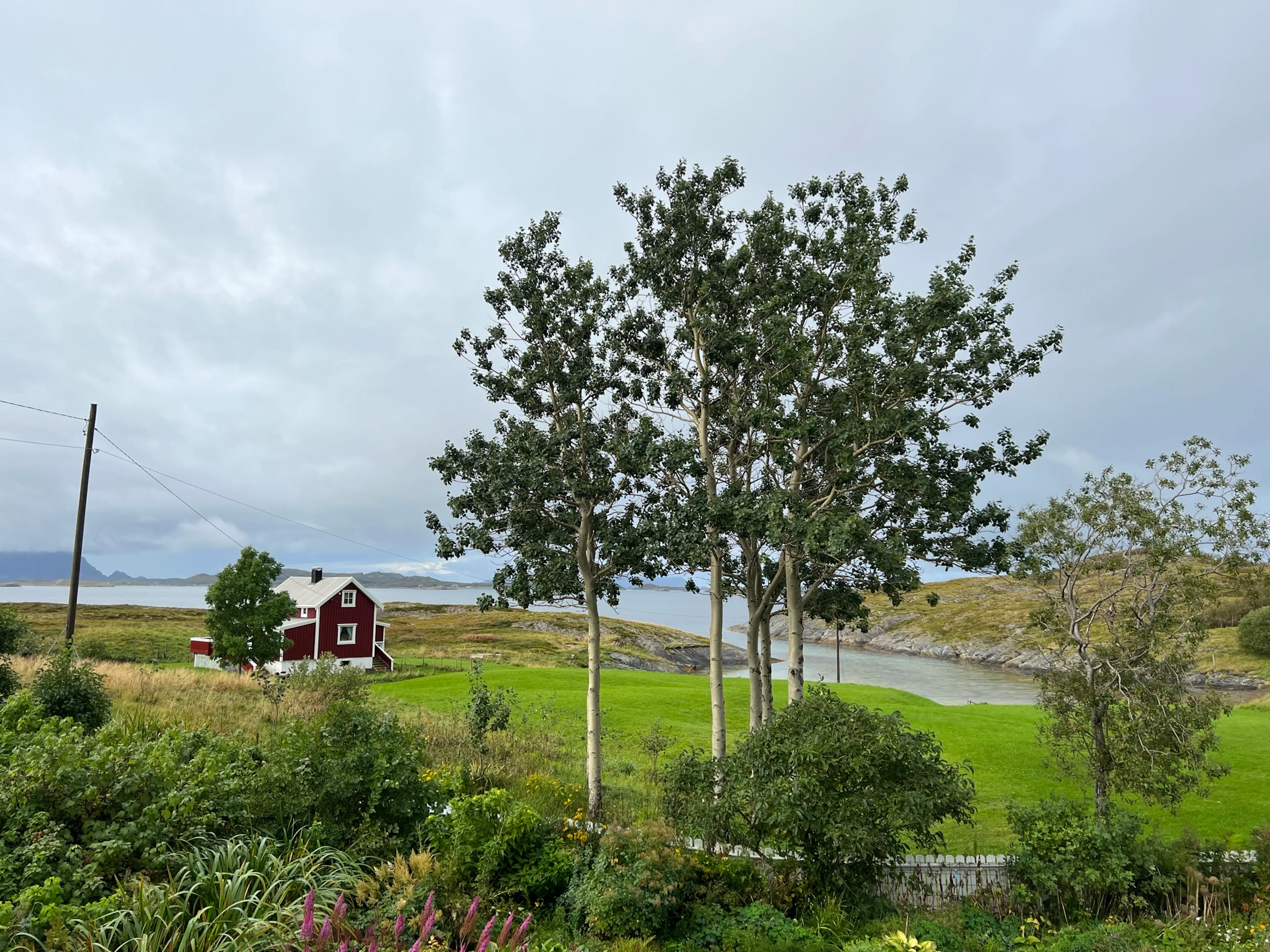 Hansinestua