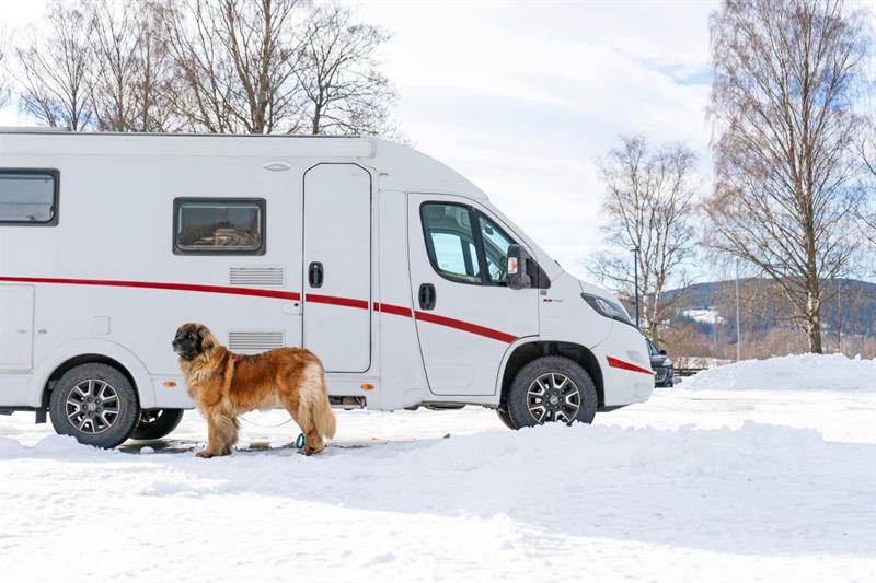Hund foran en bobil