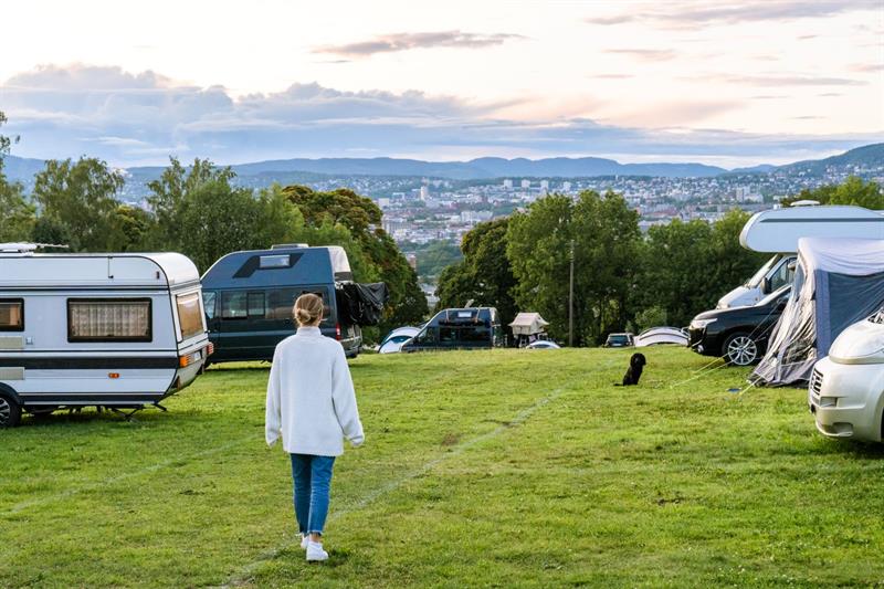 Hund på campingplassen