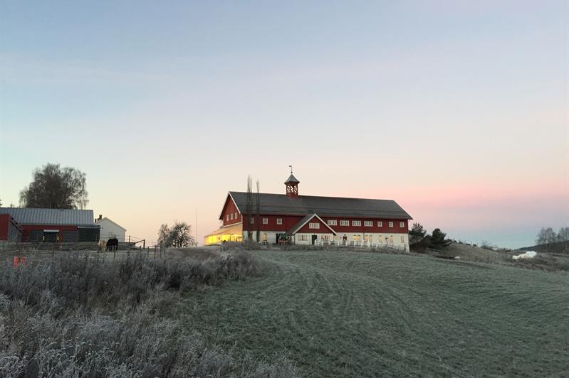 En rød farn i en eng.
