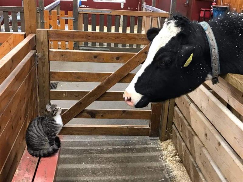 En katt og en ku som stirrer på hverandre.