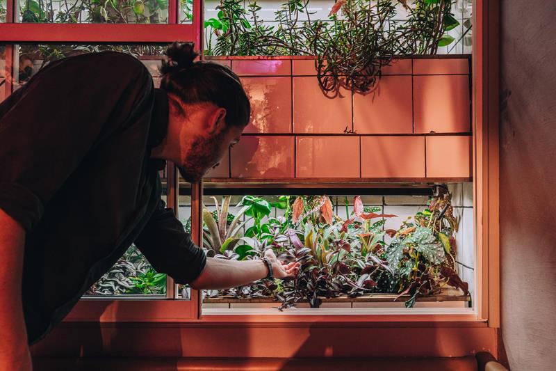 En mann med langt hår tar seg av en rekke planter som vokser i en vertikal innendørshage montert på en flislagt vegg.