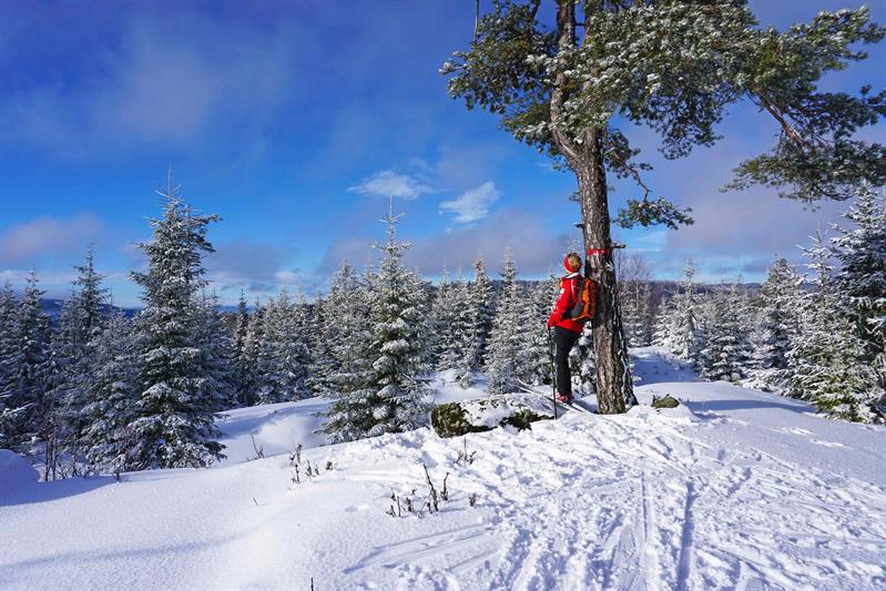 Skiløpere som lener seg mot et tre og nyter utsikten i Krokskogen
