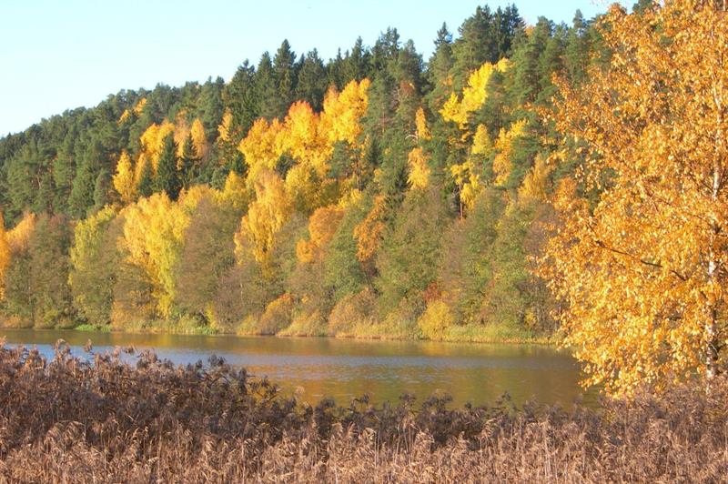 autumn trees