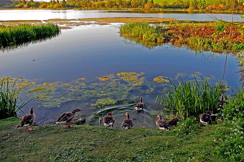 ducks