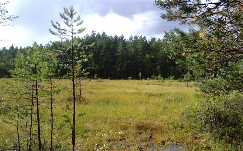forests and plains