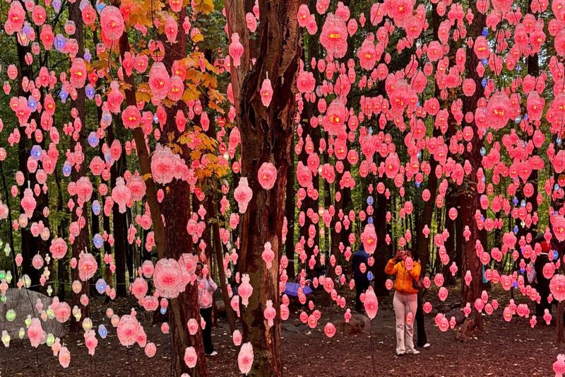 Nordic Pixel Forest i Ekebergparken - en skog av lyskæder