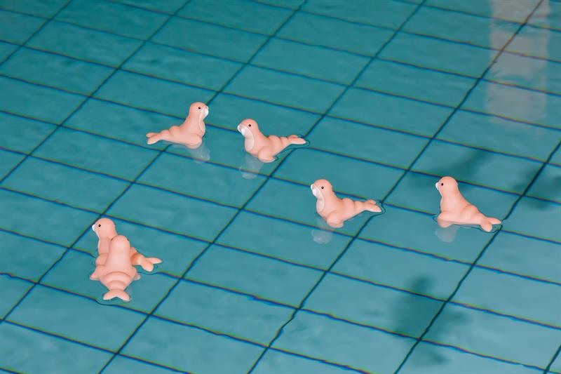 swimming rubber ducks in seal-shape
