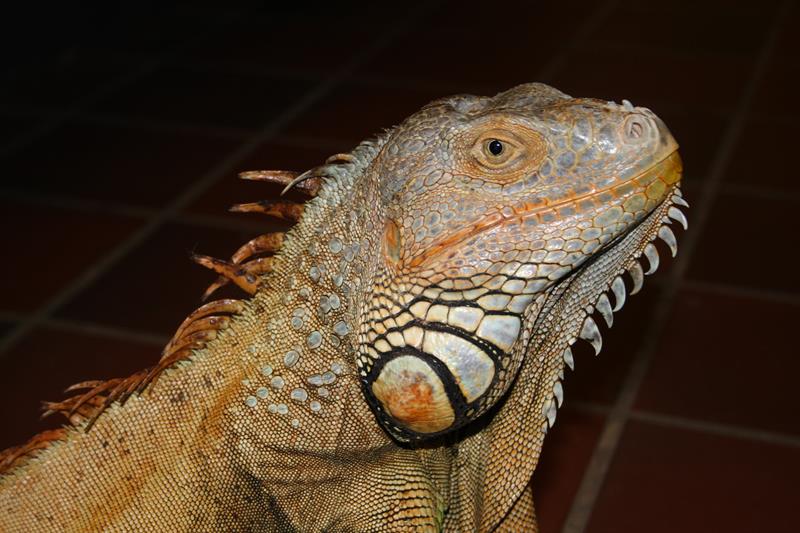 leguan