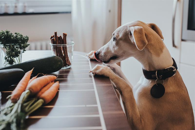 Hund lener seg mot benken og ser på godbiter i en skål