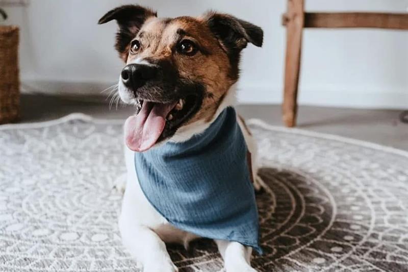 Jack Russell terrier med blå bandana