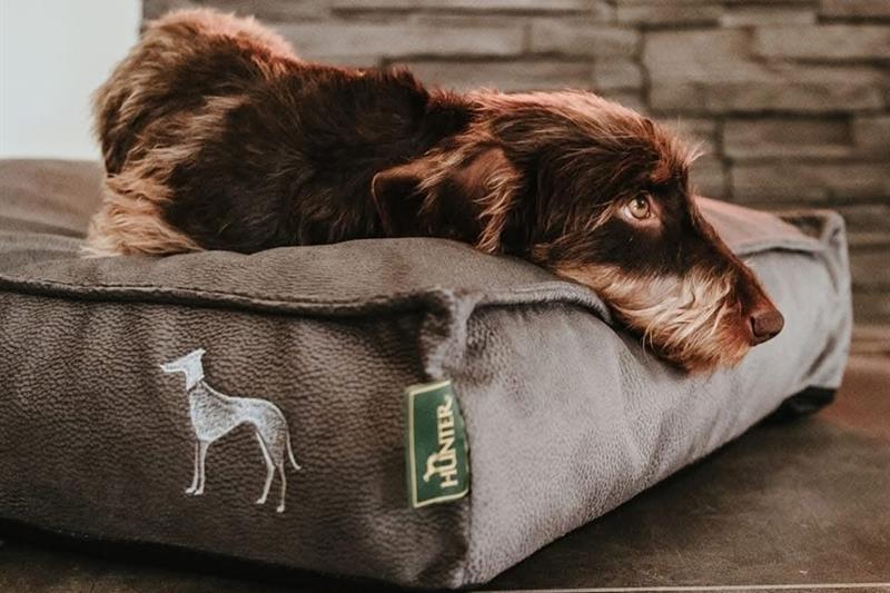 Hund som ligger i en grå hundeseng