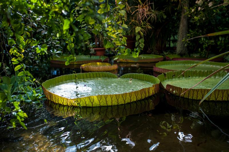 Vannplanter i Botanisk hage, Oslo