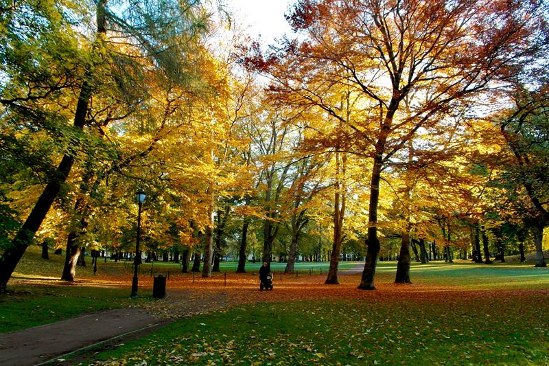 høstløv i slottsparken