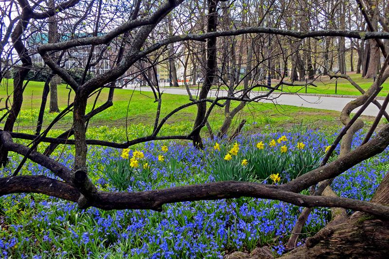 vårblomstring i slottsparken