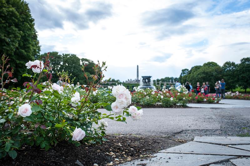 Nærbilde av hvite blomster, med en fontene i bakgrunnen.