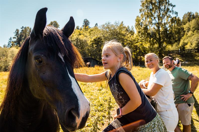 Jente som klapper hest sammen med foreldrene