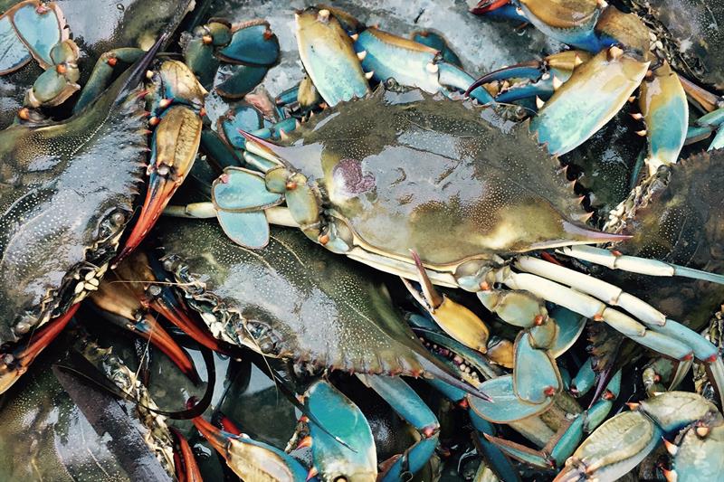 Detaljbilde av krabber.
