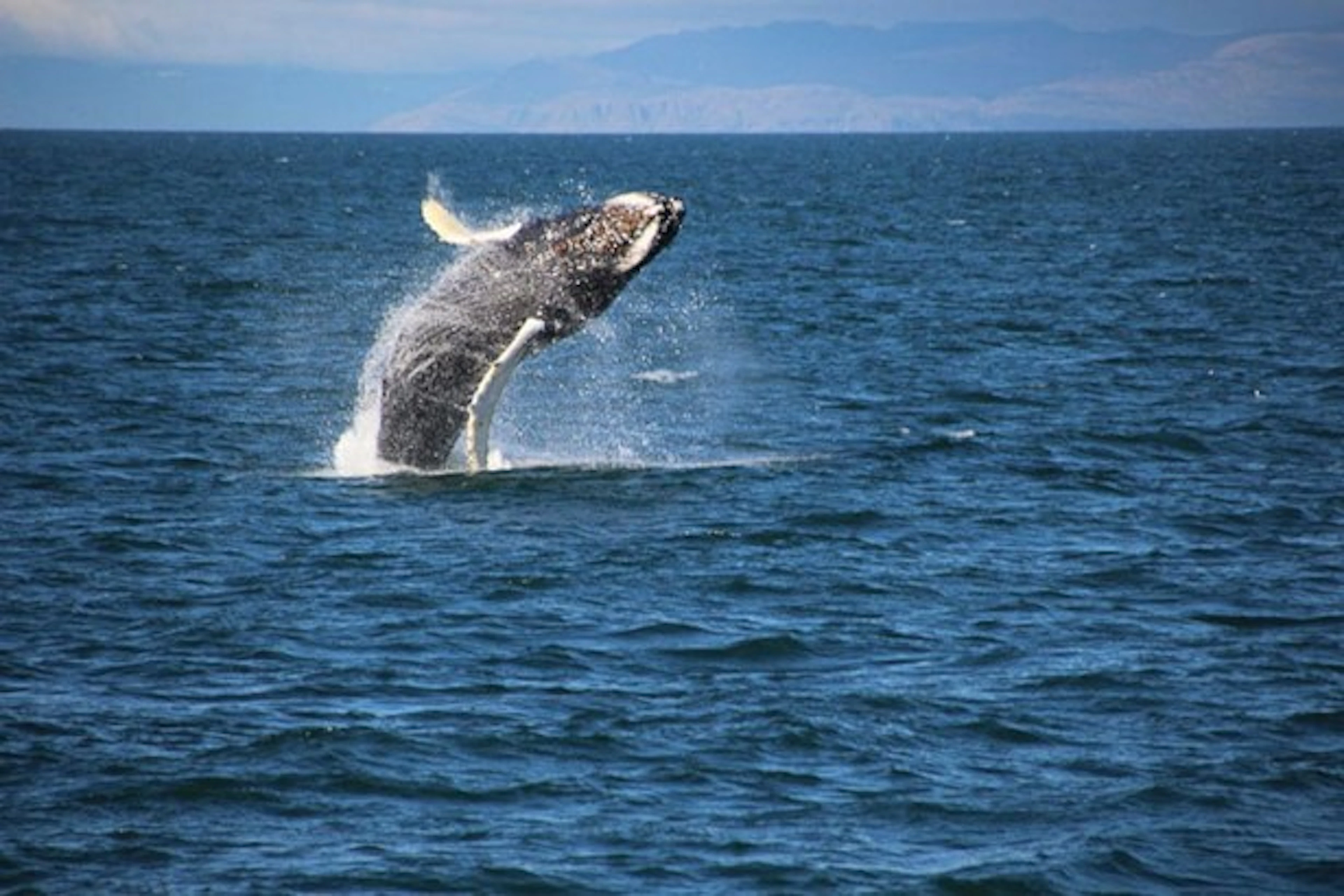 Private Tour: Whale Watching Tour