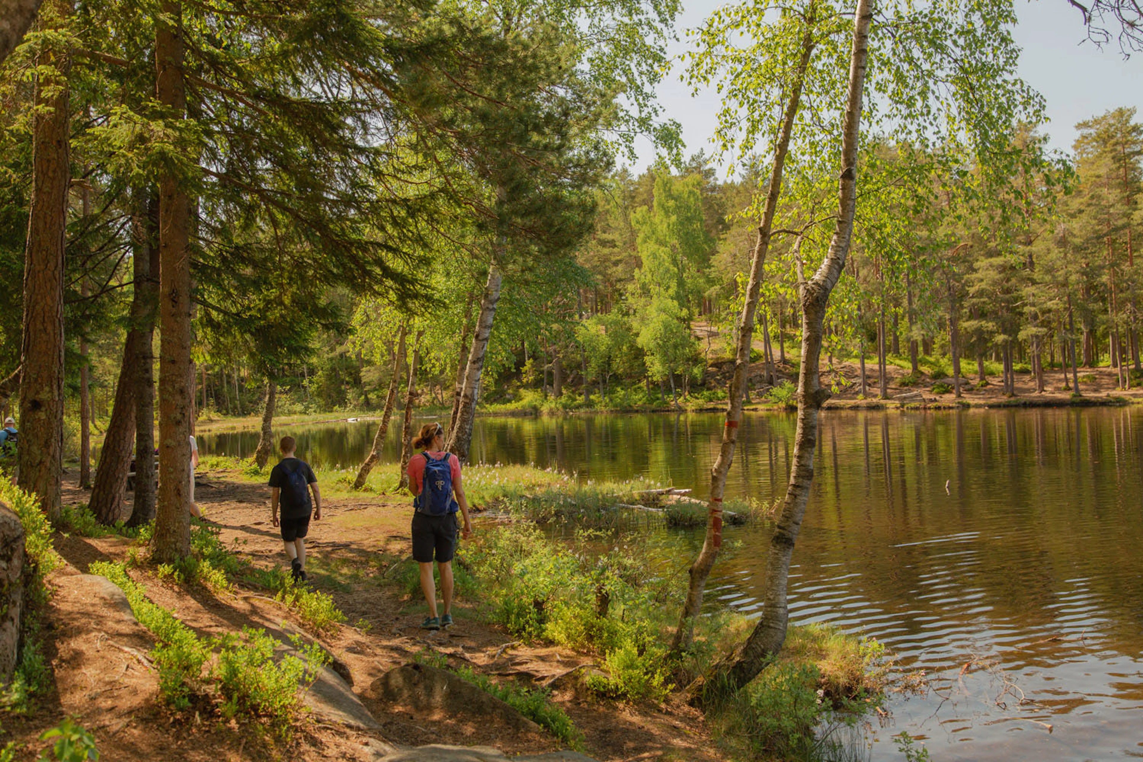 Die Wildnis-Wald-Wanderung