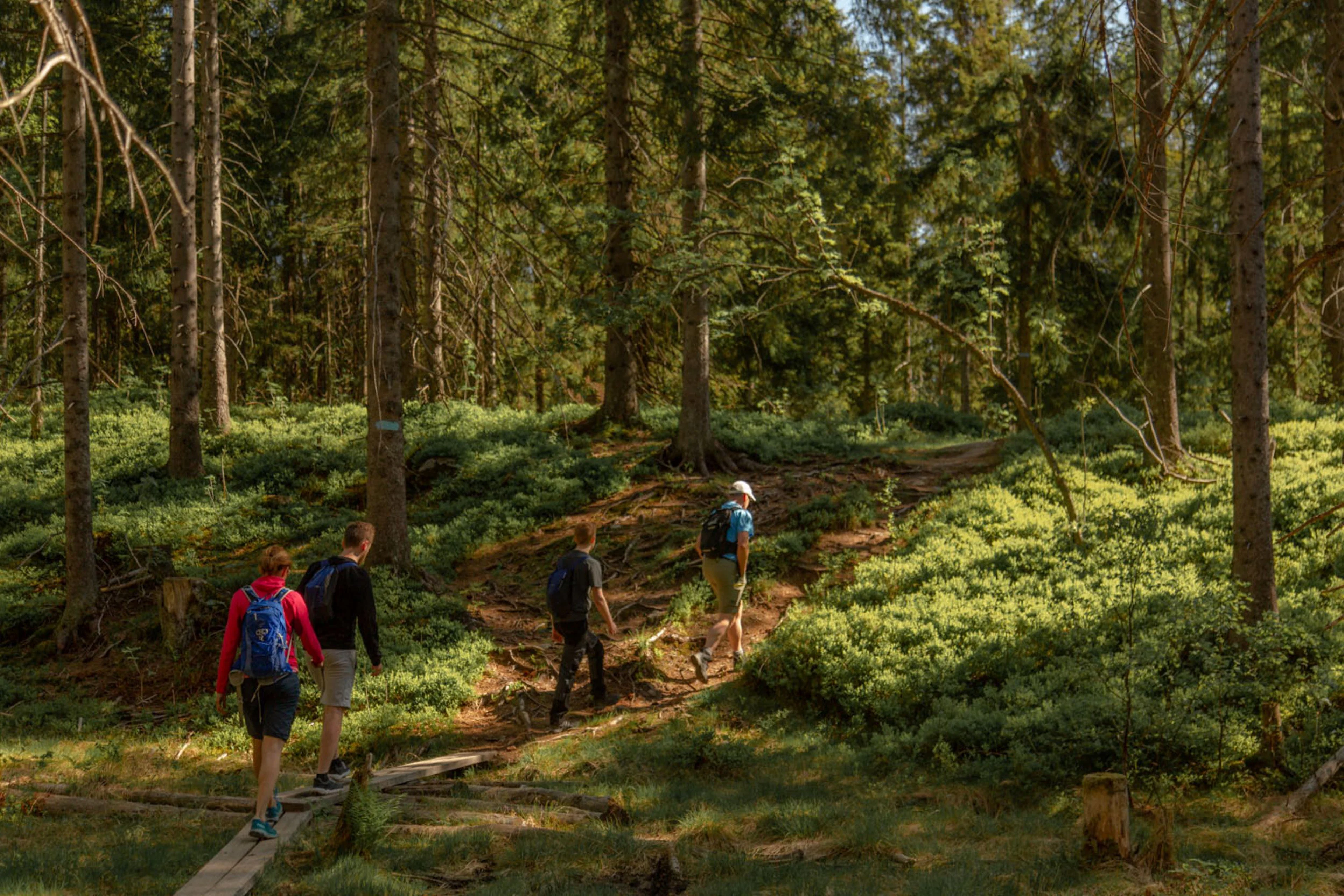 Die Wildnis-Wald-Wanderung