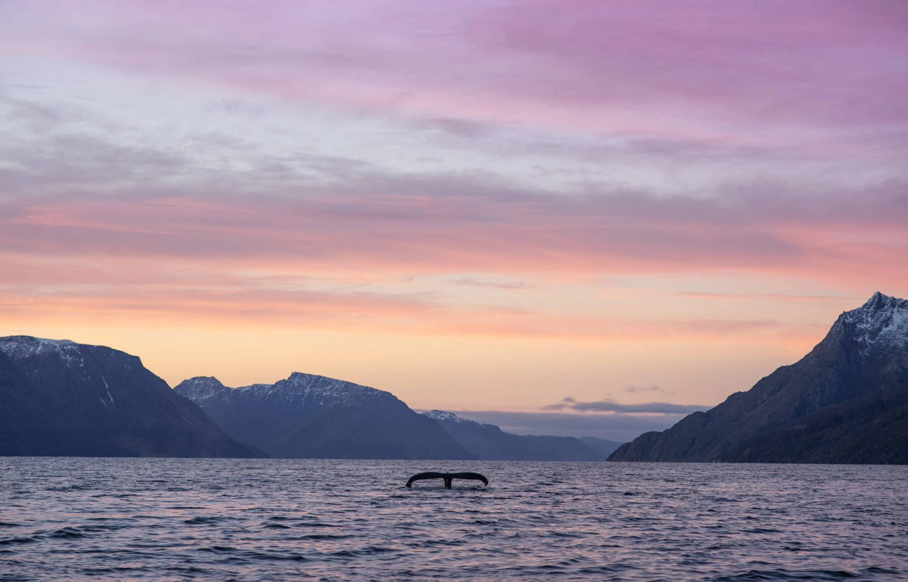 Fjord- und Walabenteuer mit dem RIB