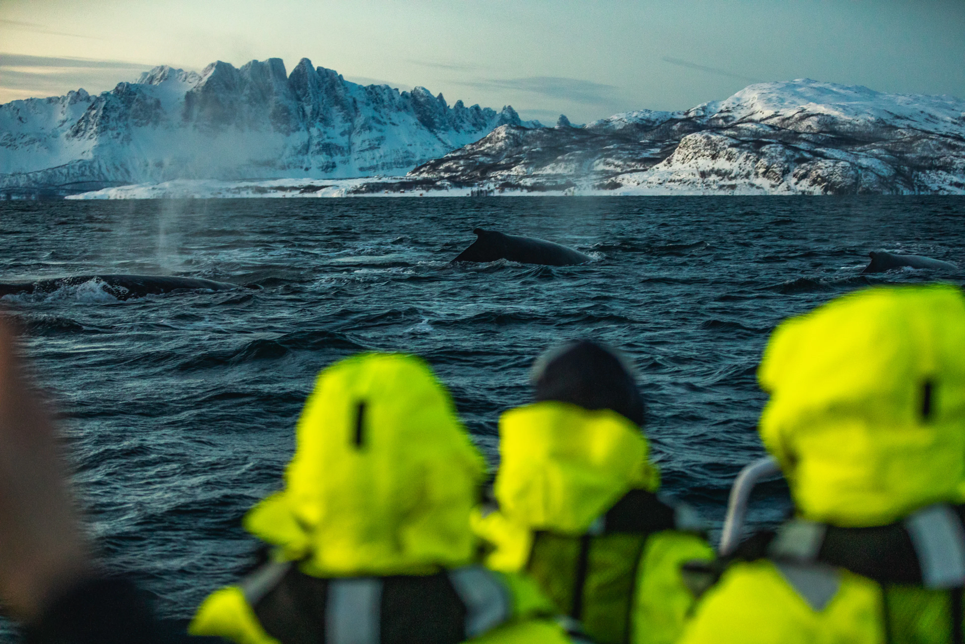 Fjord- und Walabenteuer mit dem RIB