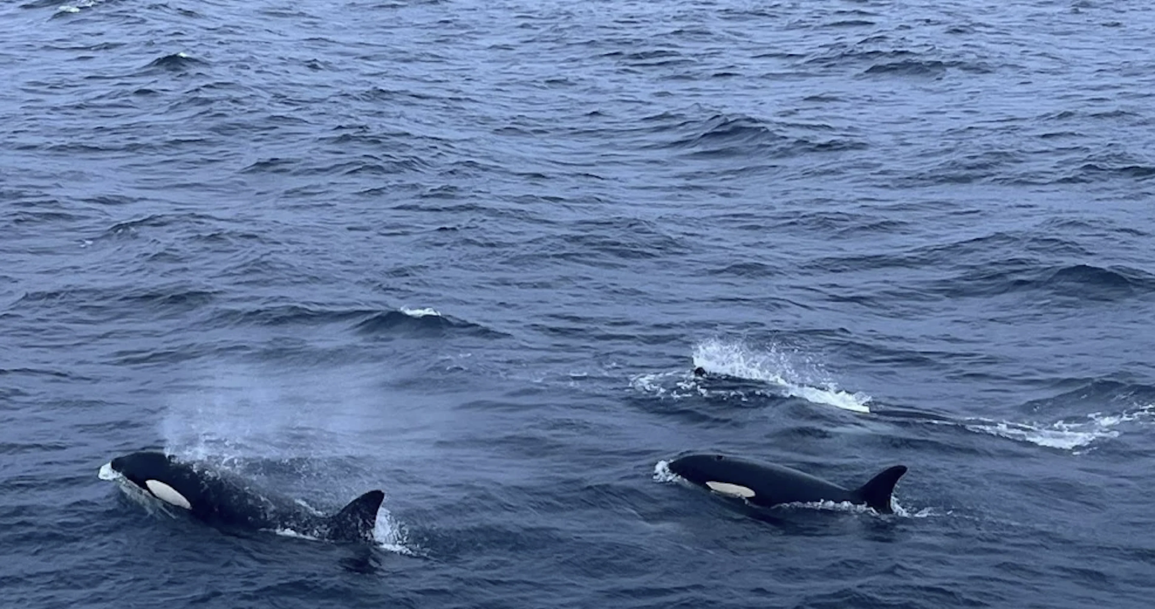 Alta Whale Safari und Fjordbesichtigung