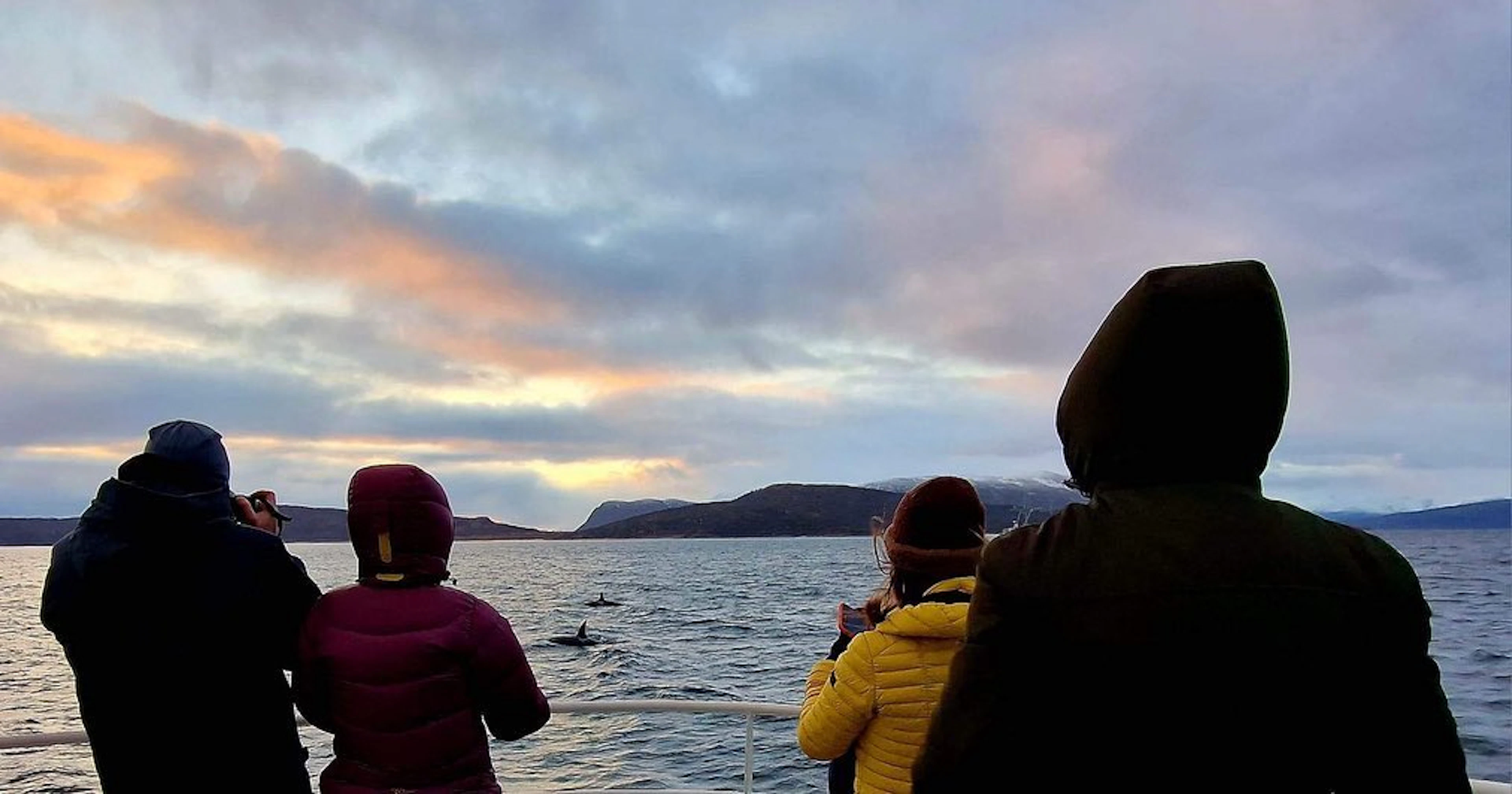 Alta Whale Safari und Fjordbesichtigung