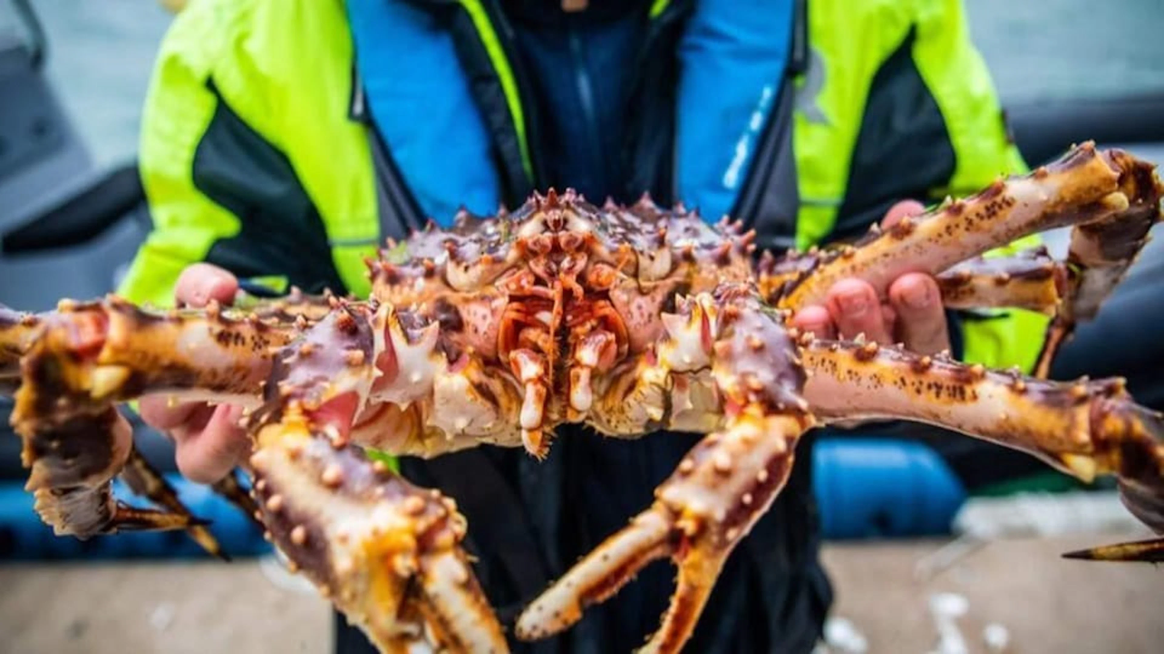 Tromsø Königskrabbenfischen Tour
