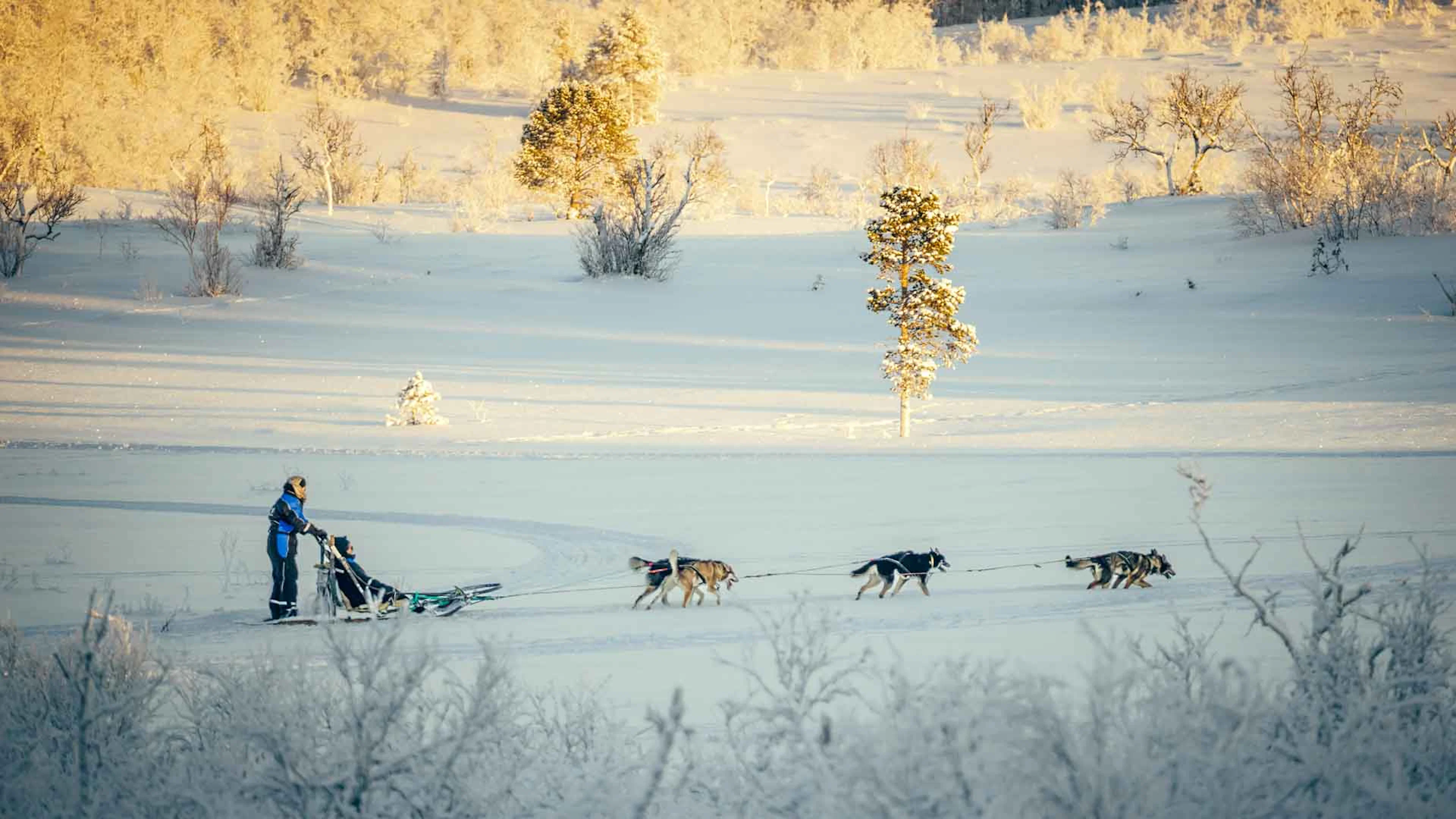 Selbstfahrer-Hundeschlittenfahrt in Tromso