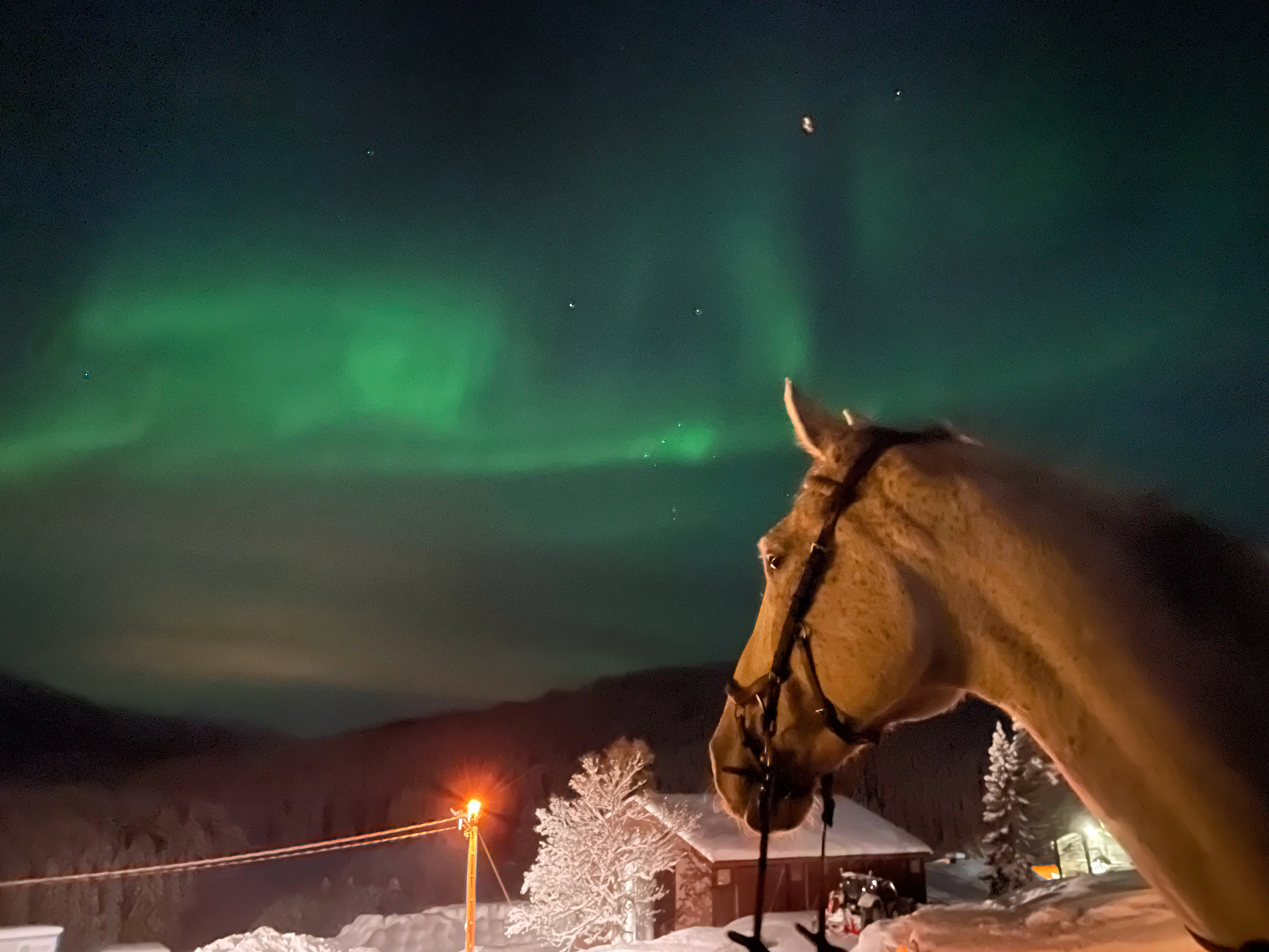 Reiten in Harstad