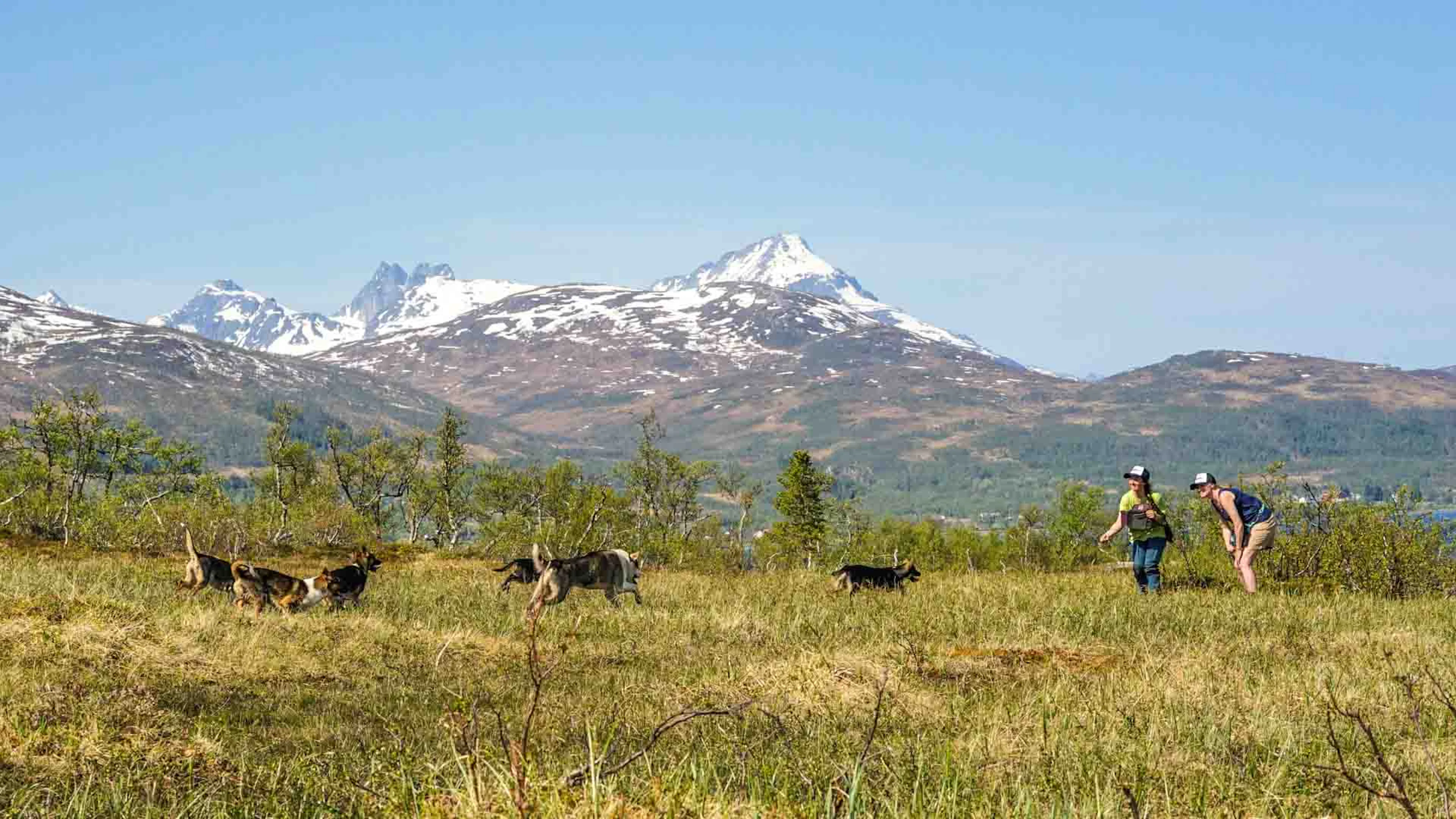 Welpenerlebnis mit huskys in Tromsø