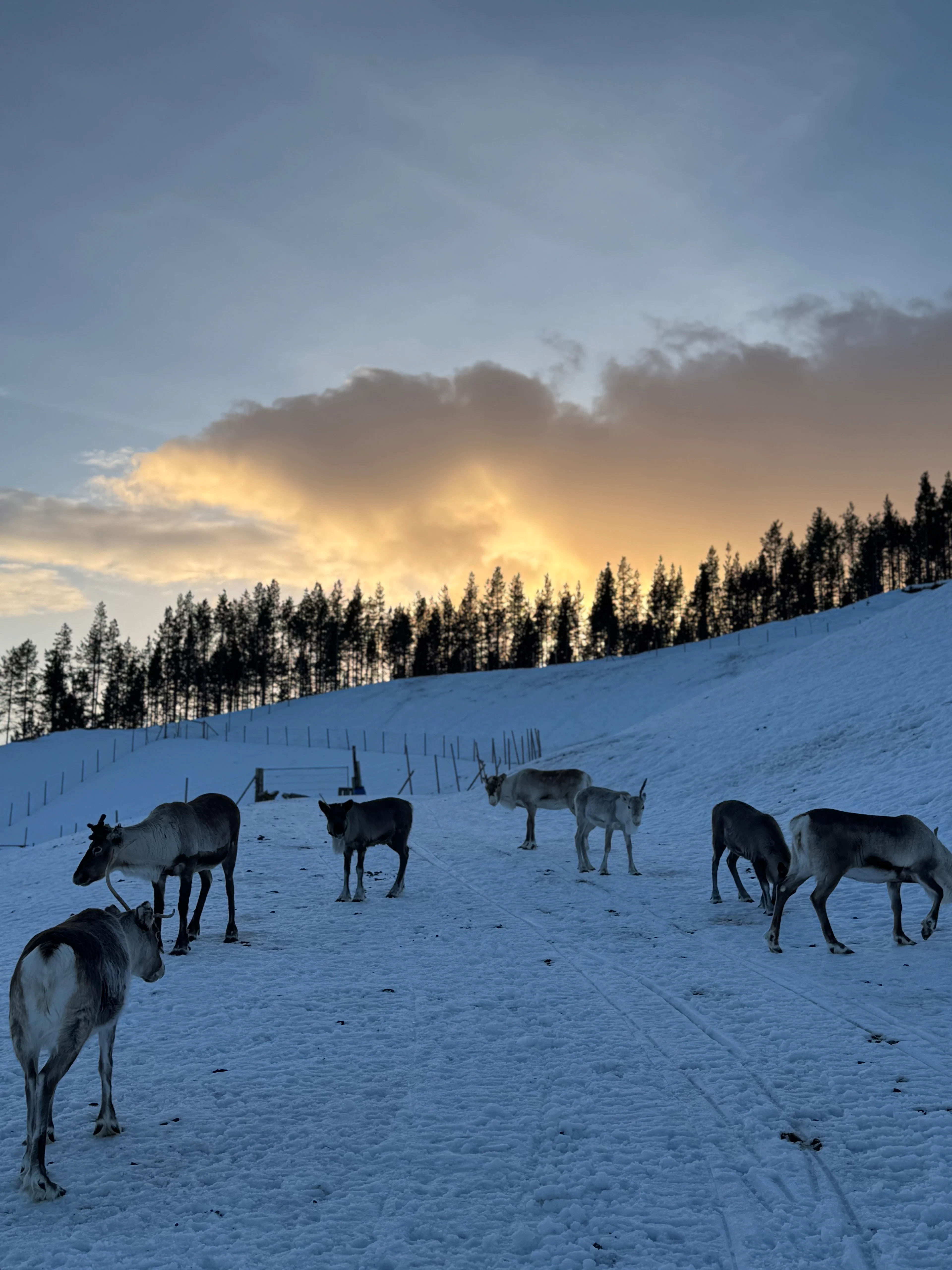 Sámi-Kulturerlebnis in Alta