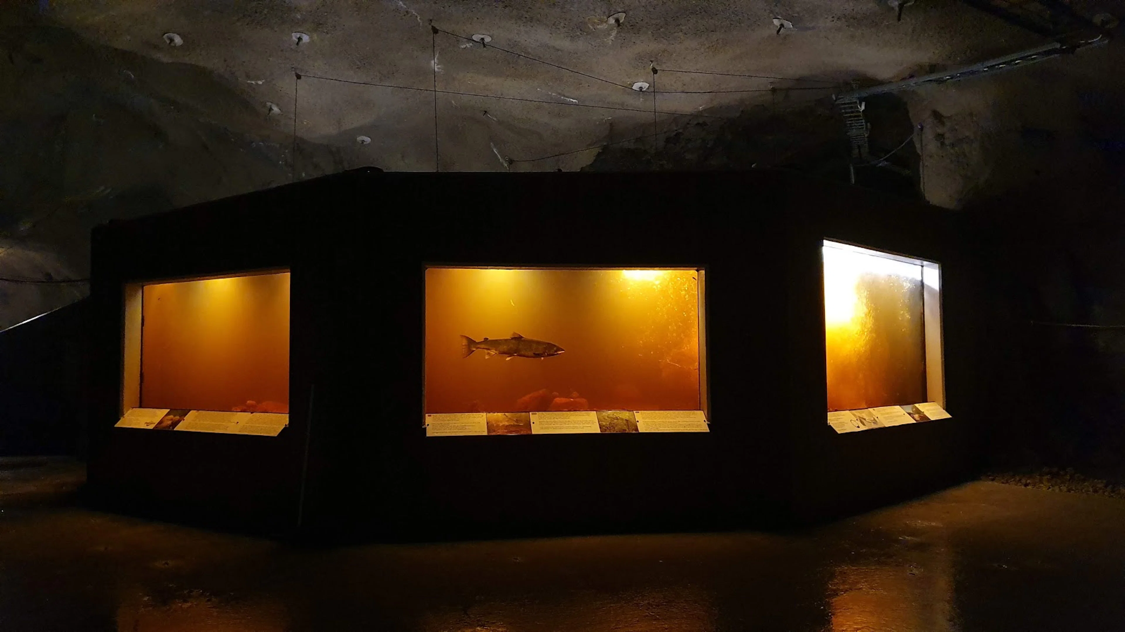 Norwegisches Wildlachs-Zentrum (Kvåsfossen) – Entdecken Sie die Reise des Lachses