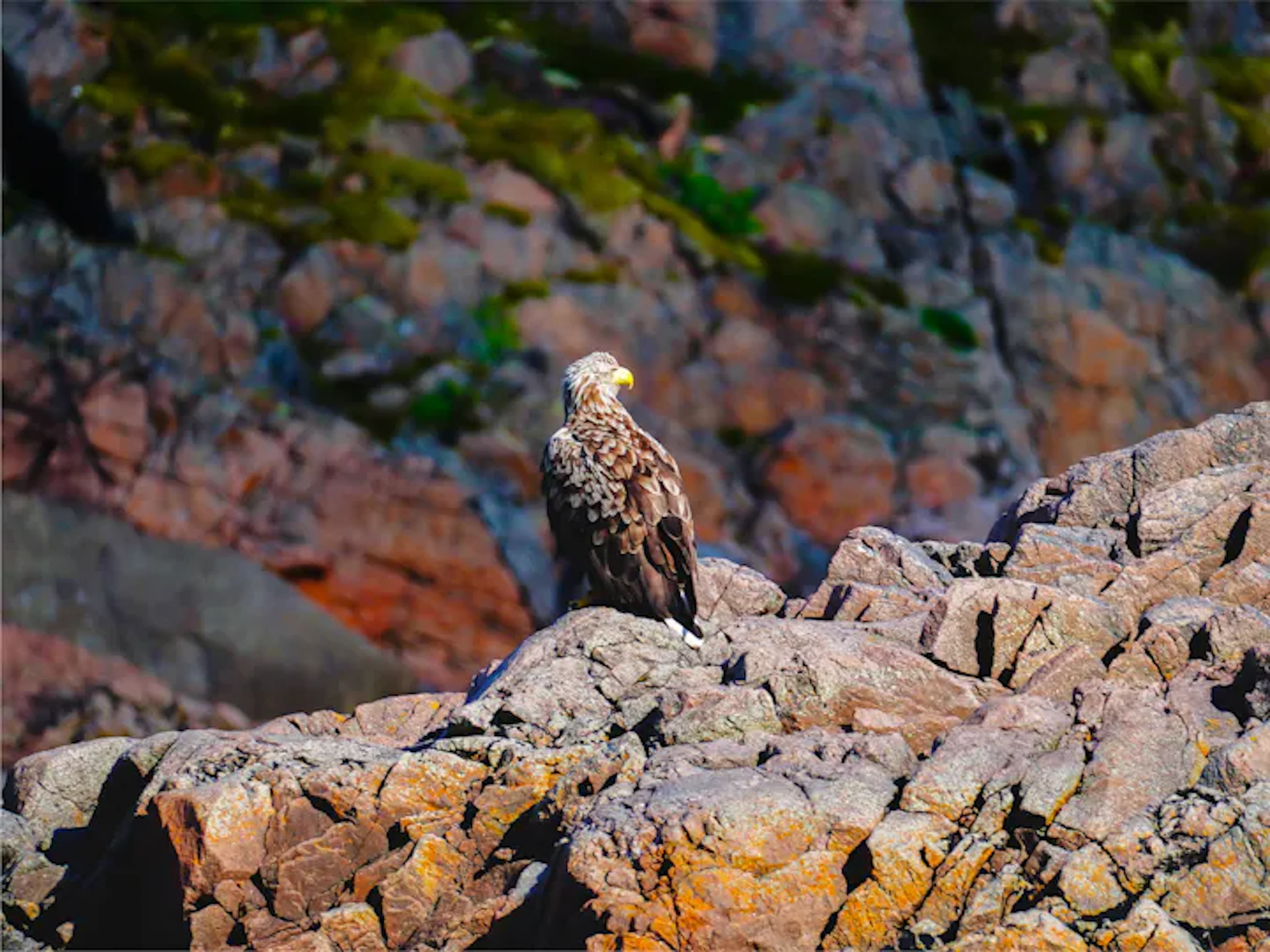 Lofoten - Seeadler & Sonnenuntergangskreuzfahrt mit Brim Explorer