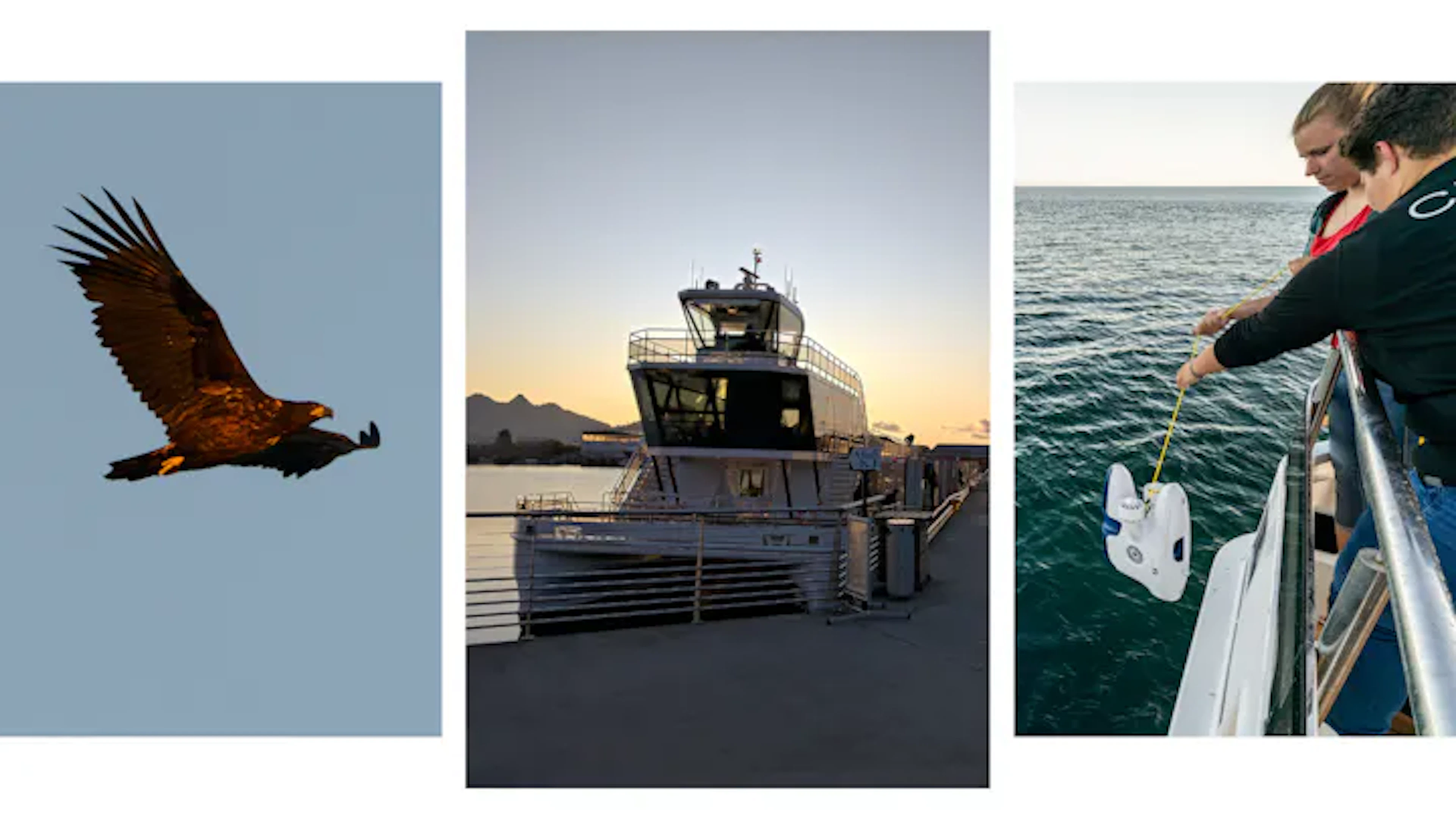 Lofoten - Seeadler & Sonnenuntergangskreuzfahrt mit Brim Explorer