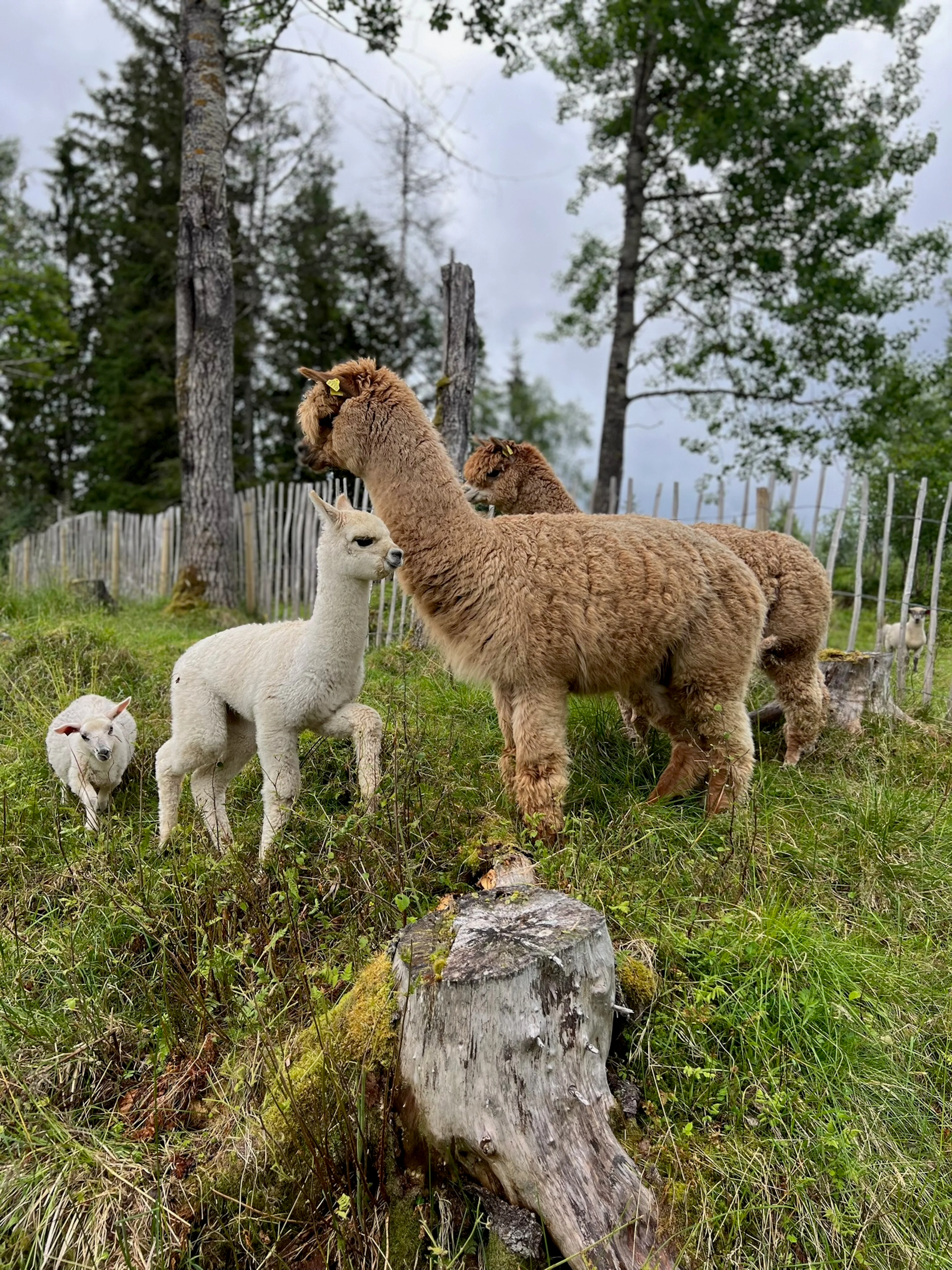 Alpaka-Abenteuer in Helgeland - Yoga, Spaziergang, Mittagessen & Entschleunigung mit Alpakas