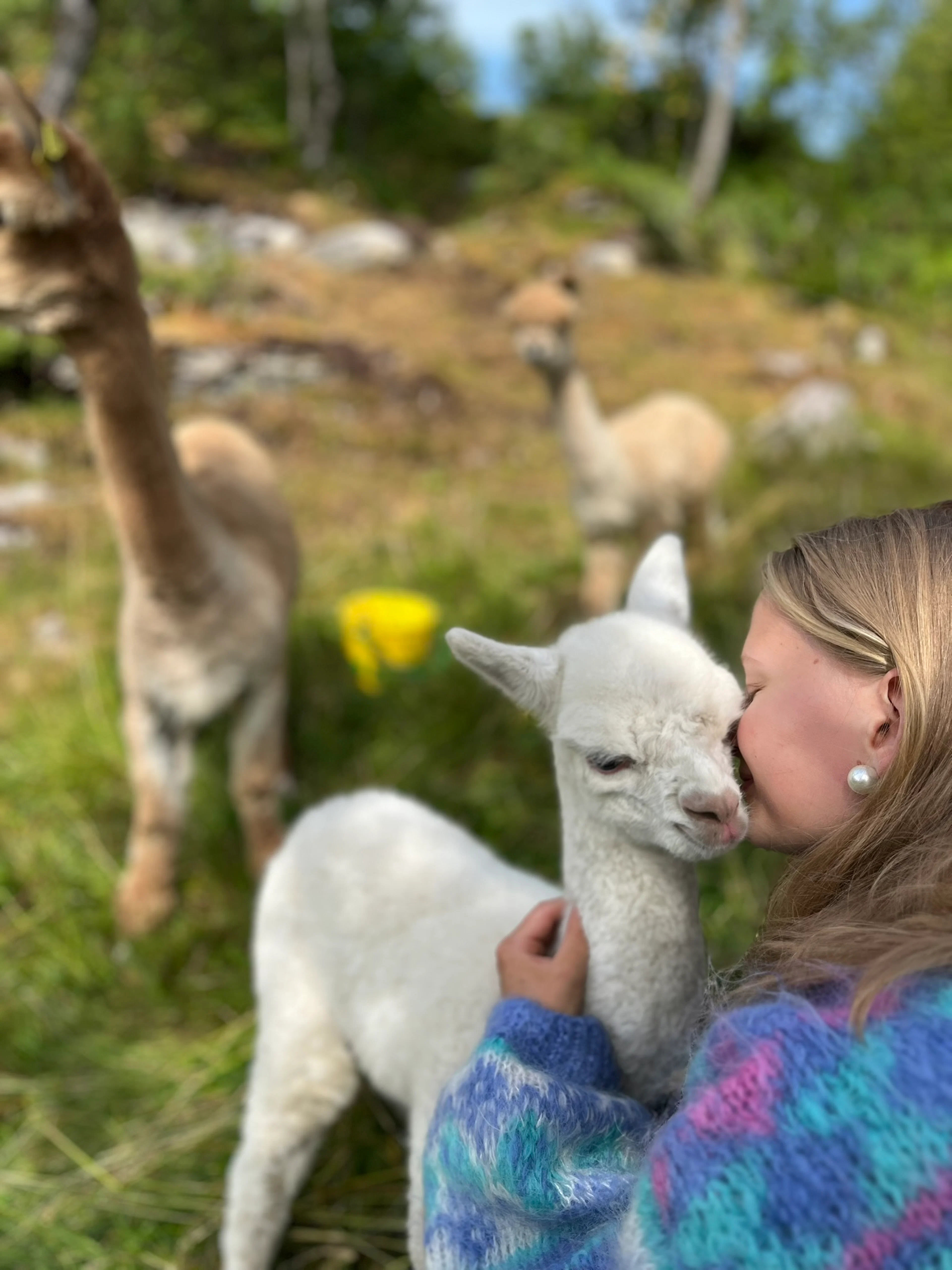Alpaka-Abenteuer in Helgeland - Yoga, Spaziergang, Mittagessen & Entschleunigung mit Alpakas