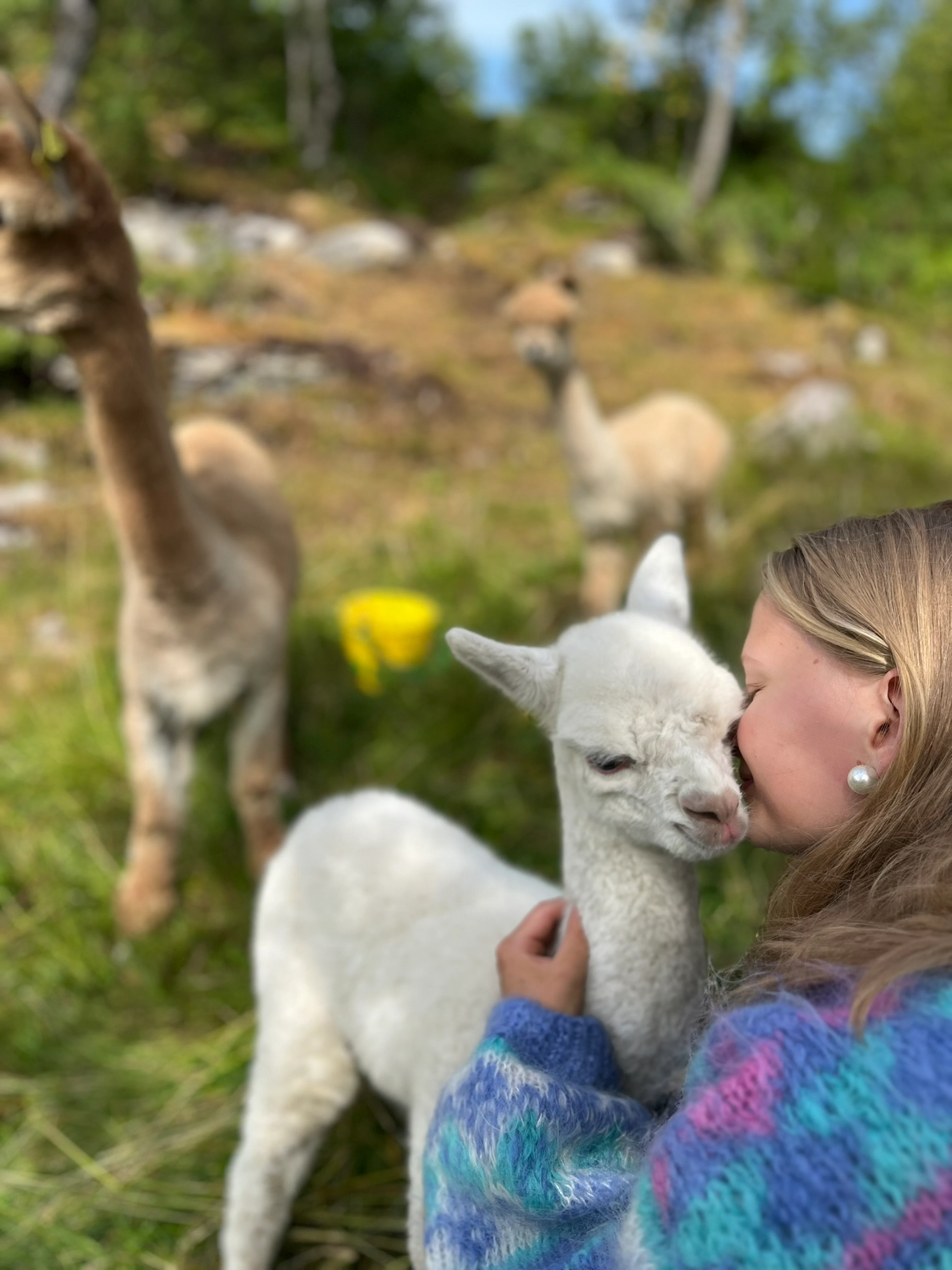 Alpaka-Abenteuer in Helgeland - Yoga, Spaziergang, Mittagessen & Entschleunigung mit Alpakas