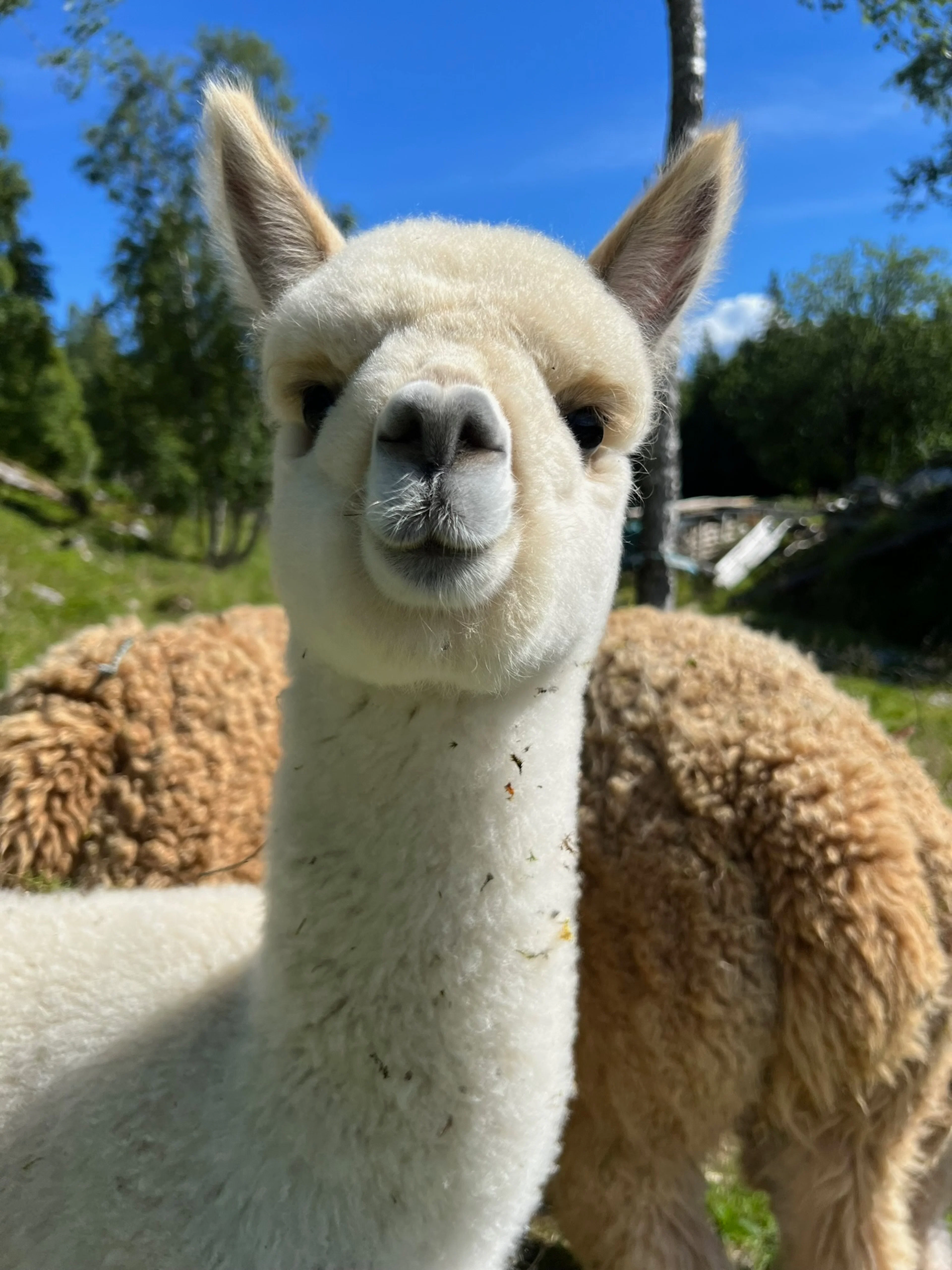 Alpaka-Abenteuer in Helgeland - Fjordwanderung mit Alpakas
