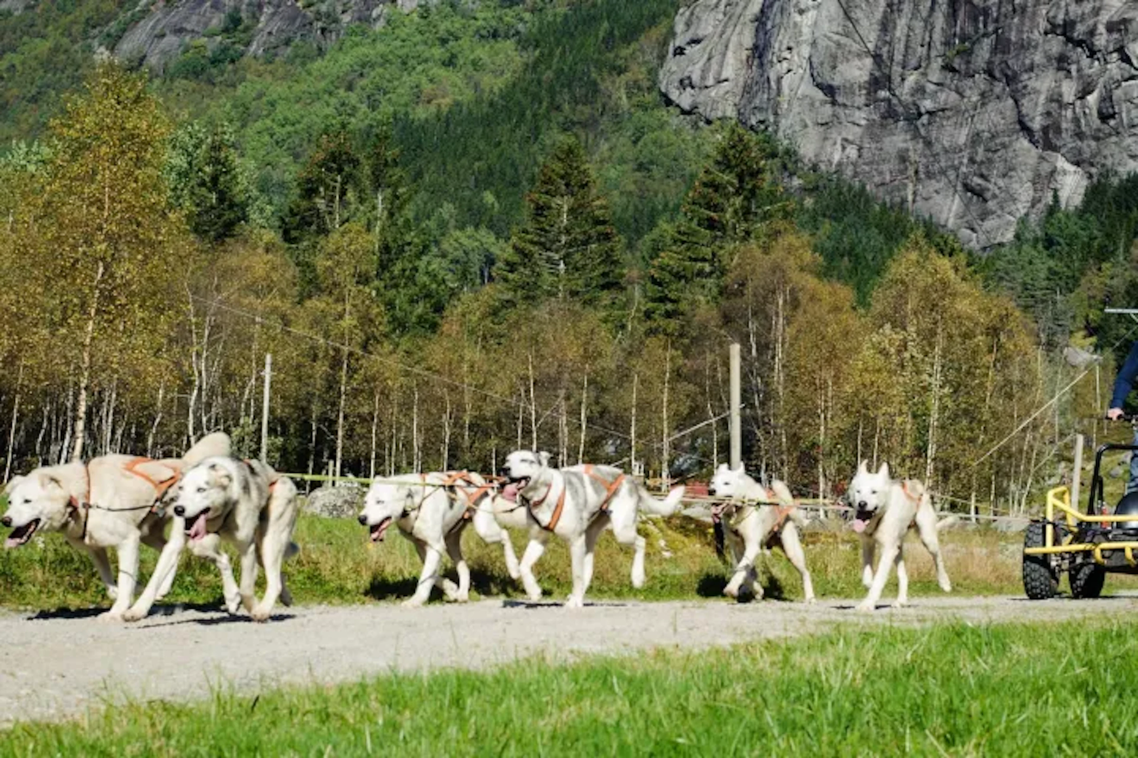 Abenteuer auf der Huskyfarm in Sirdal