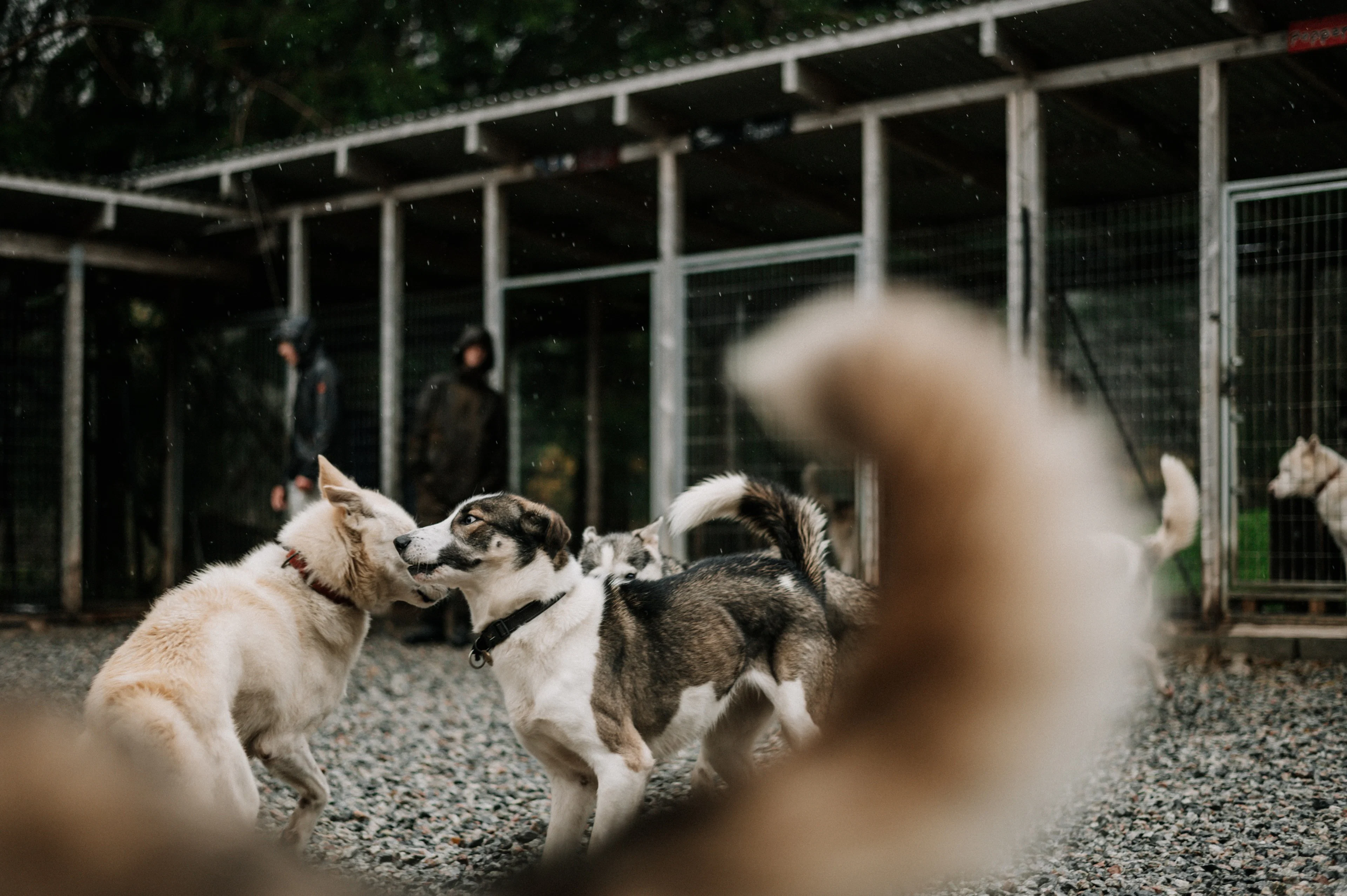 Husky-Besuch auf der Sirdal Huskyfarm