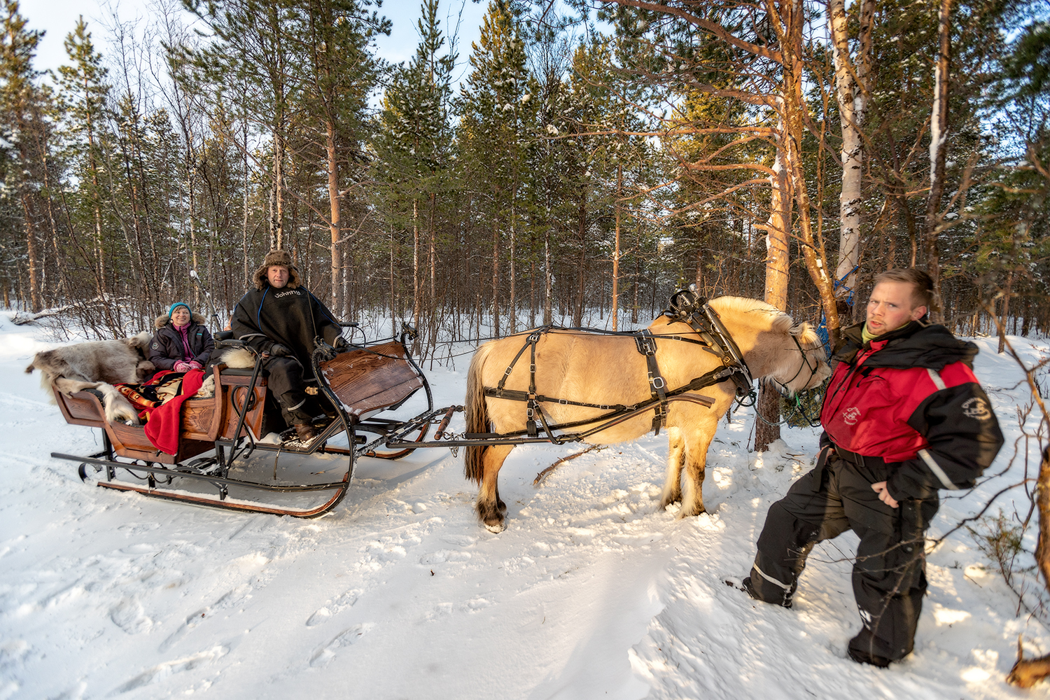 Sleigh Ride under the Northern Lights in Alta