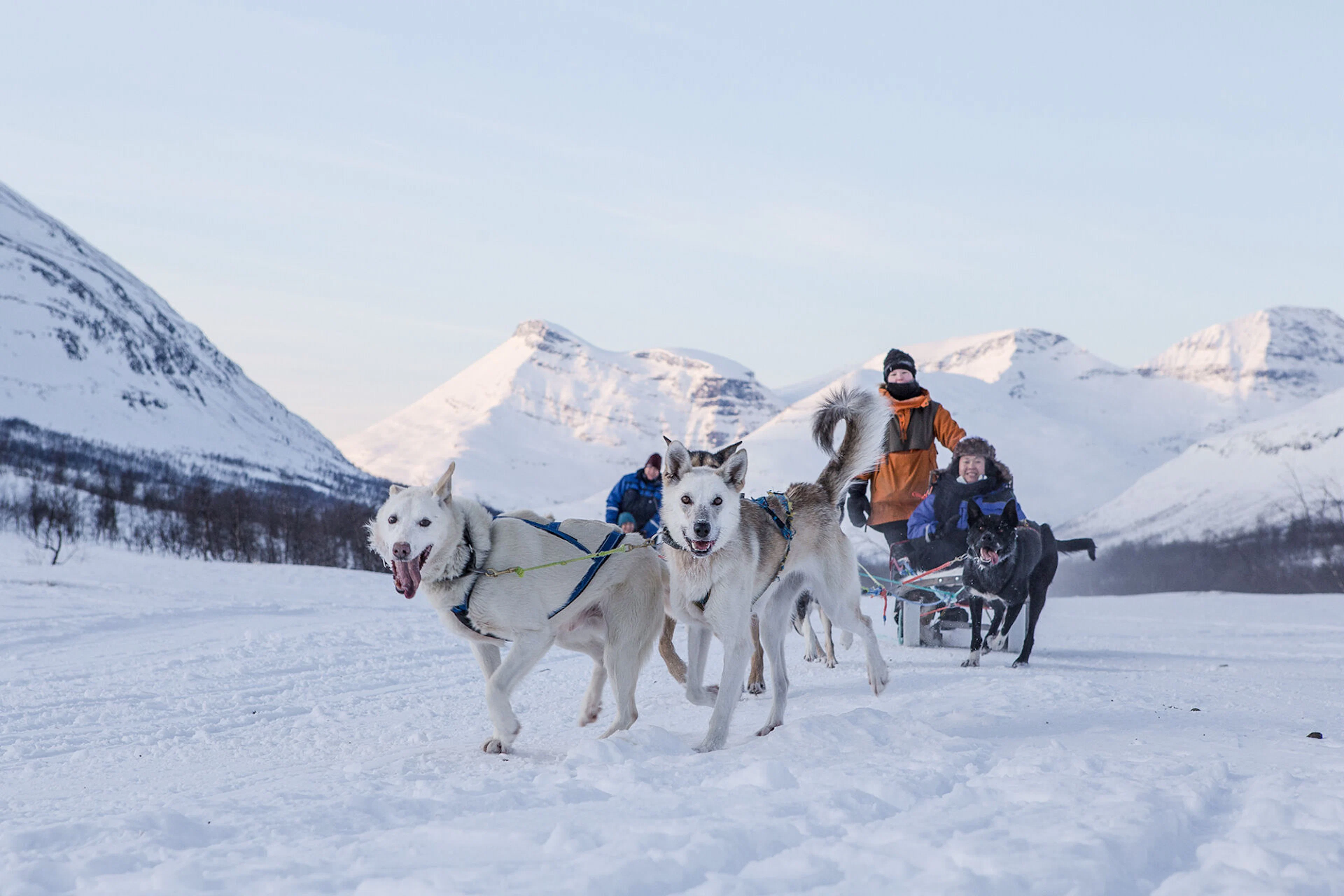 Hundeschlittenfahrt für Fortgeschrittene  - inkl. Transport von Tromso