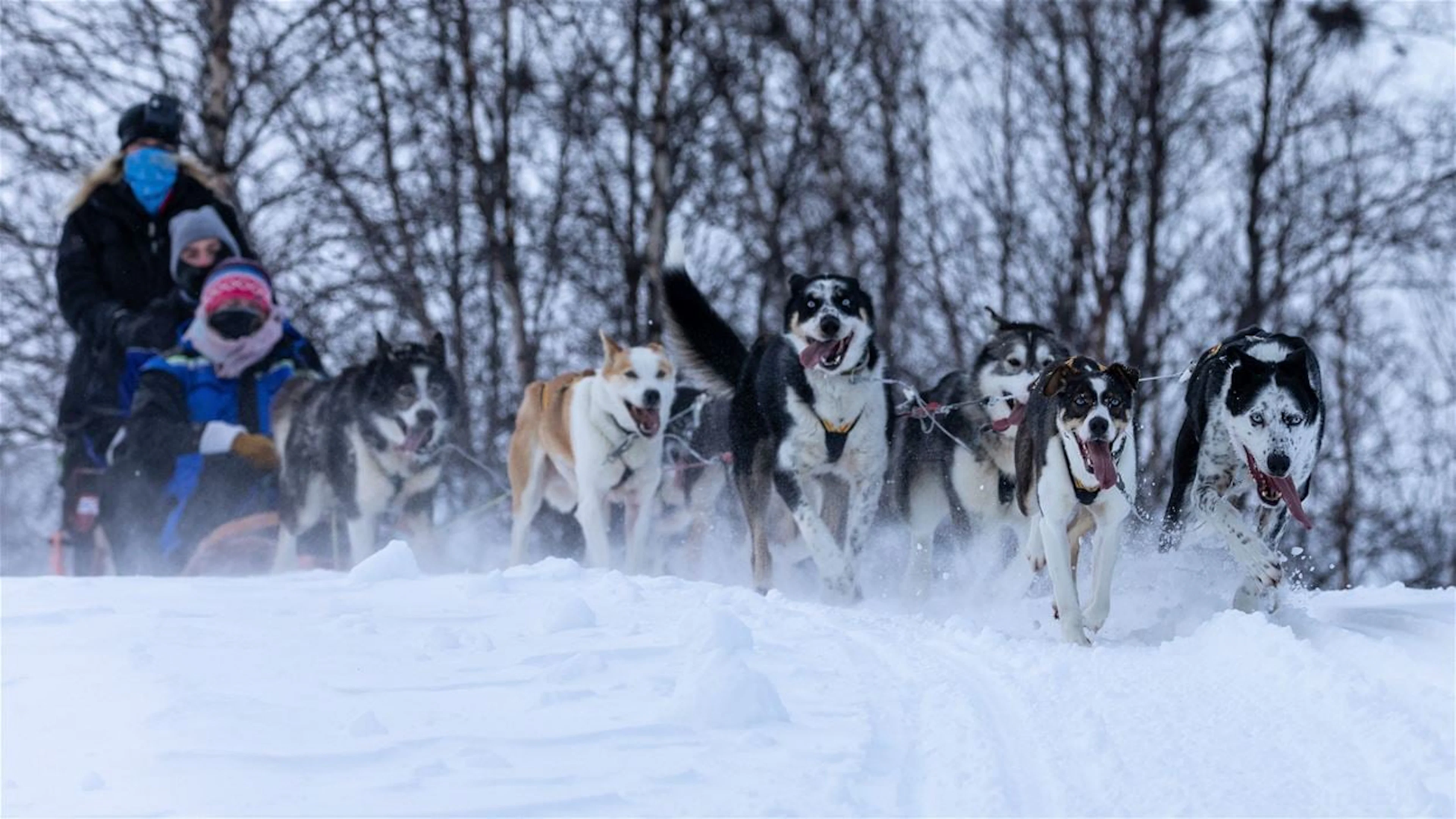 Husky-Safari in Kirkenes (13:00)