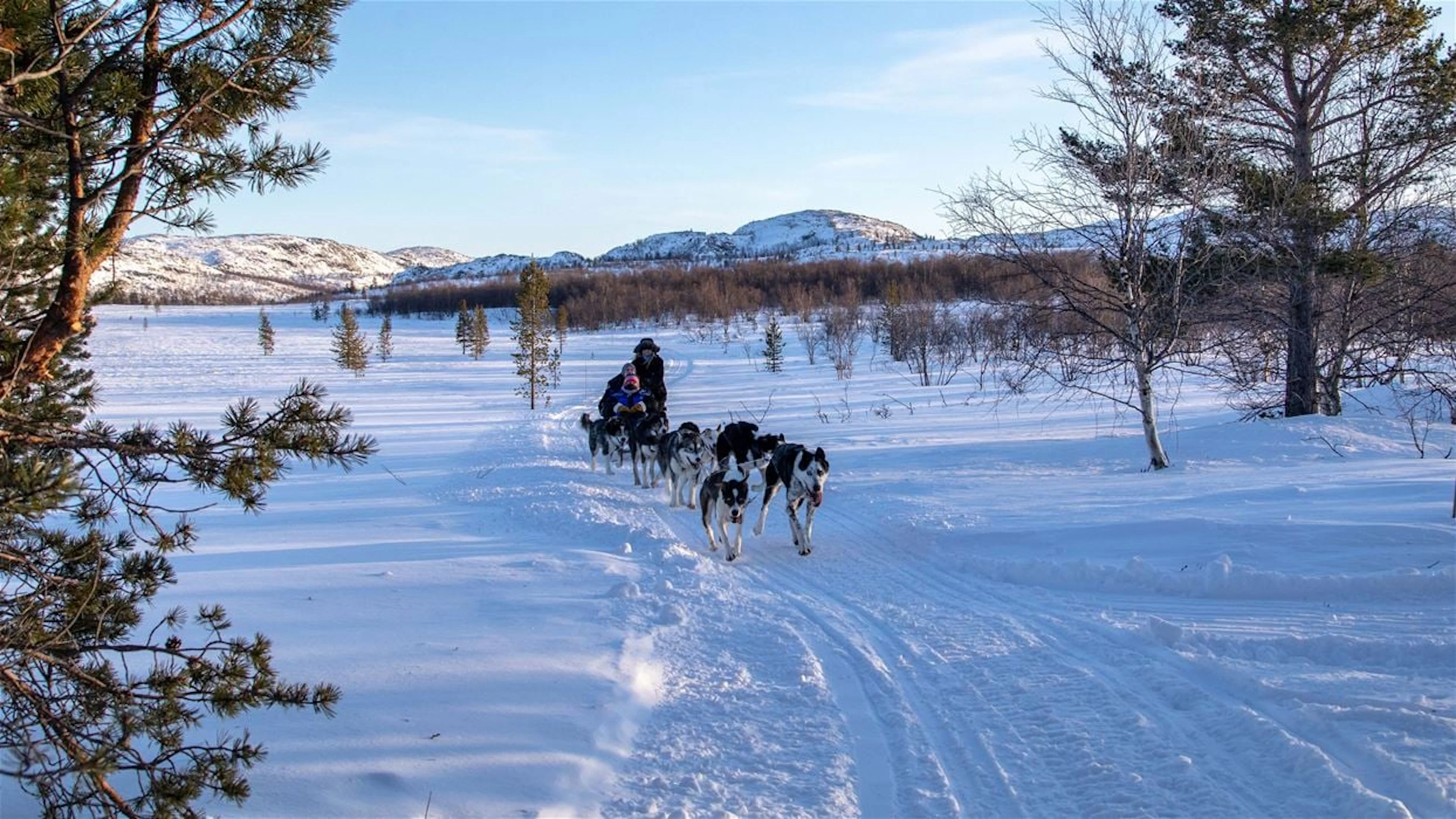 Husky-Safari in Kirkenes (13:00)