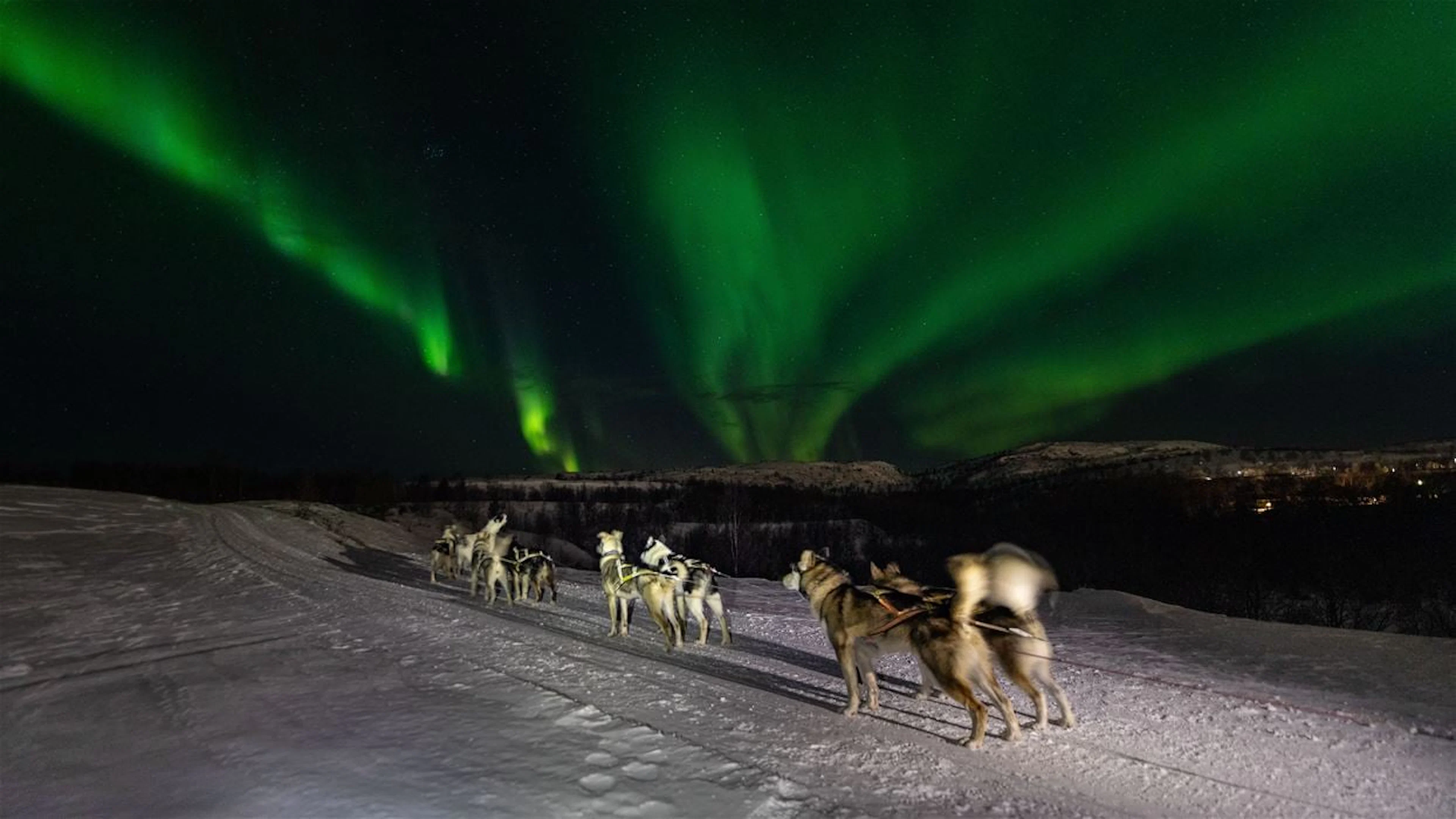 Jagd auf das Nordlicht mit dem Husky - Kirkenes (Abfahrt 21:00)
