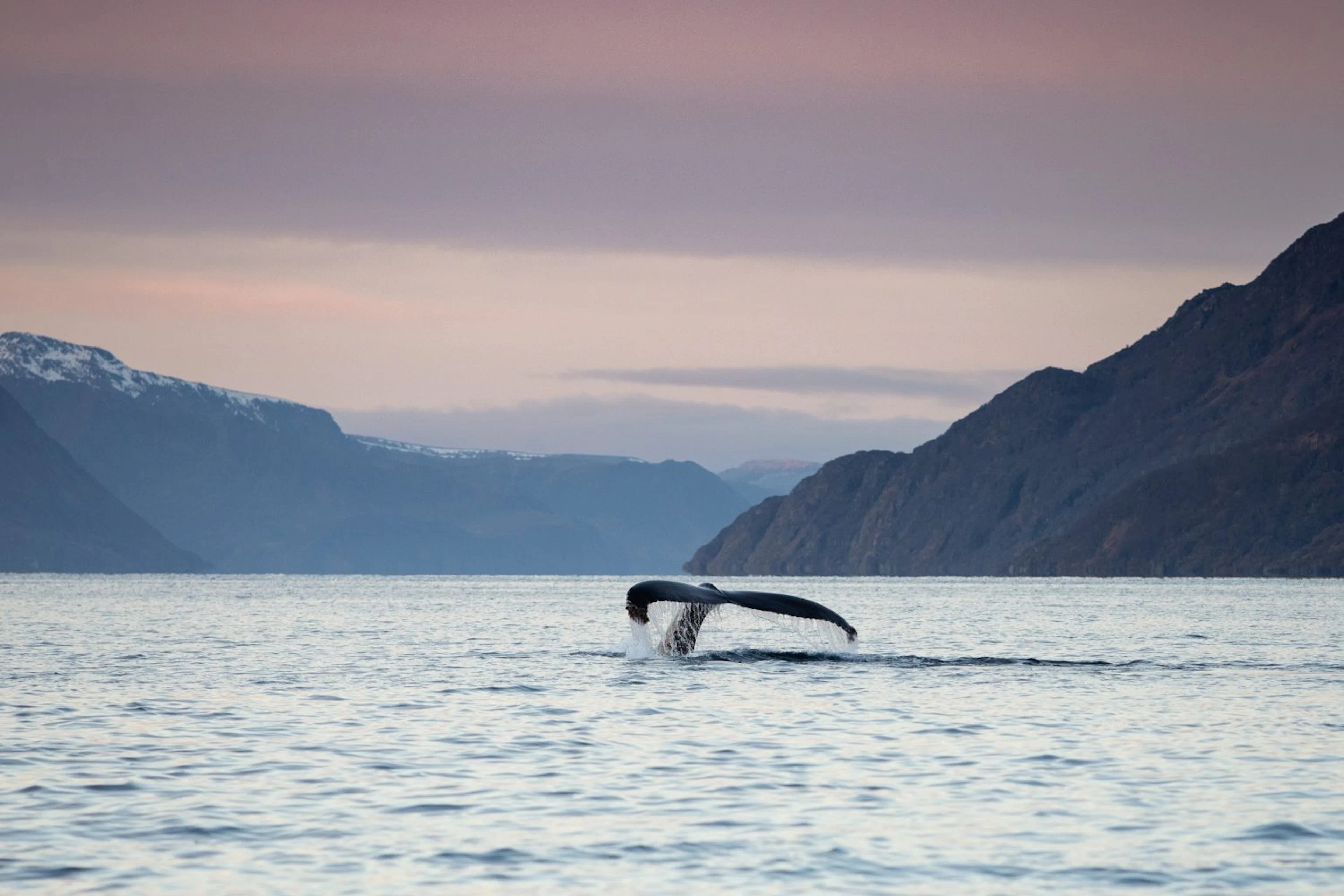 Kreuzfahrt Fjord & Wal-Abenteuer