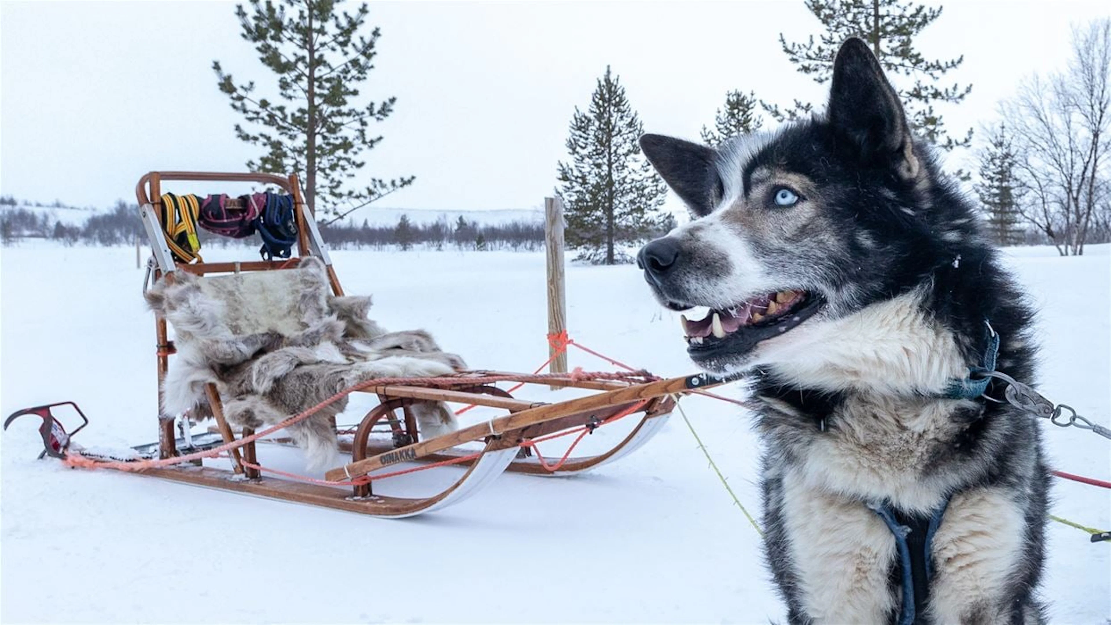 Husky Experience Kirkenes - Abfahrt 15:00
